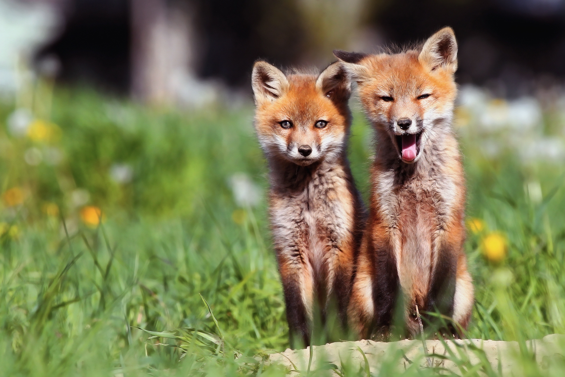 Download mobile wallpaper Open Mouth, Young, Animals, Cubs, Grass, Pair, Fox, Couple for free.