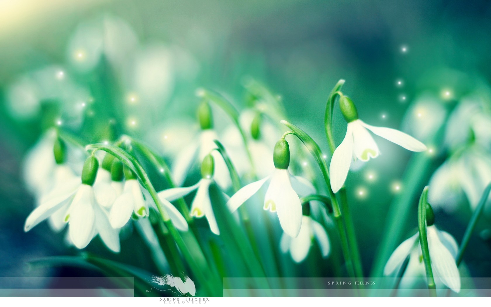 Download mobile wallpaper Plants, Snowdrops, Flowers, Background for free.