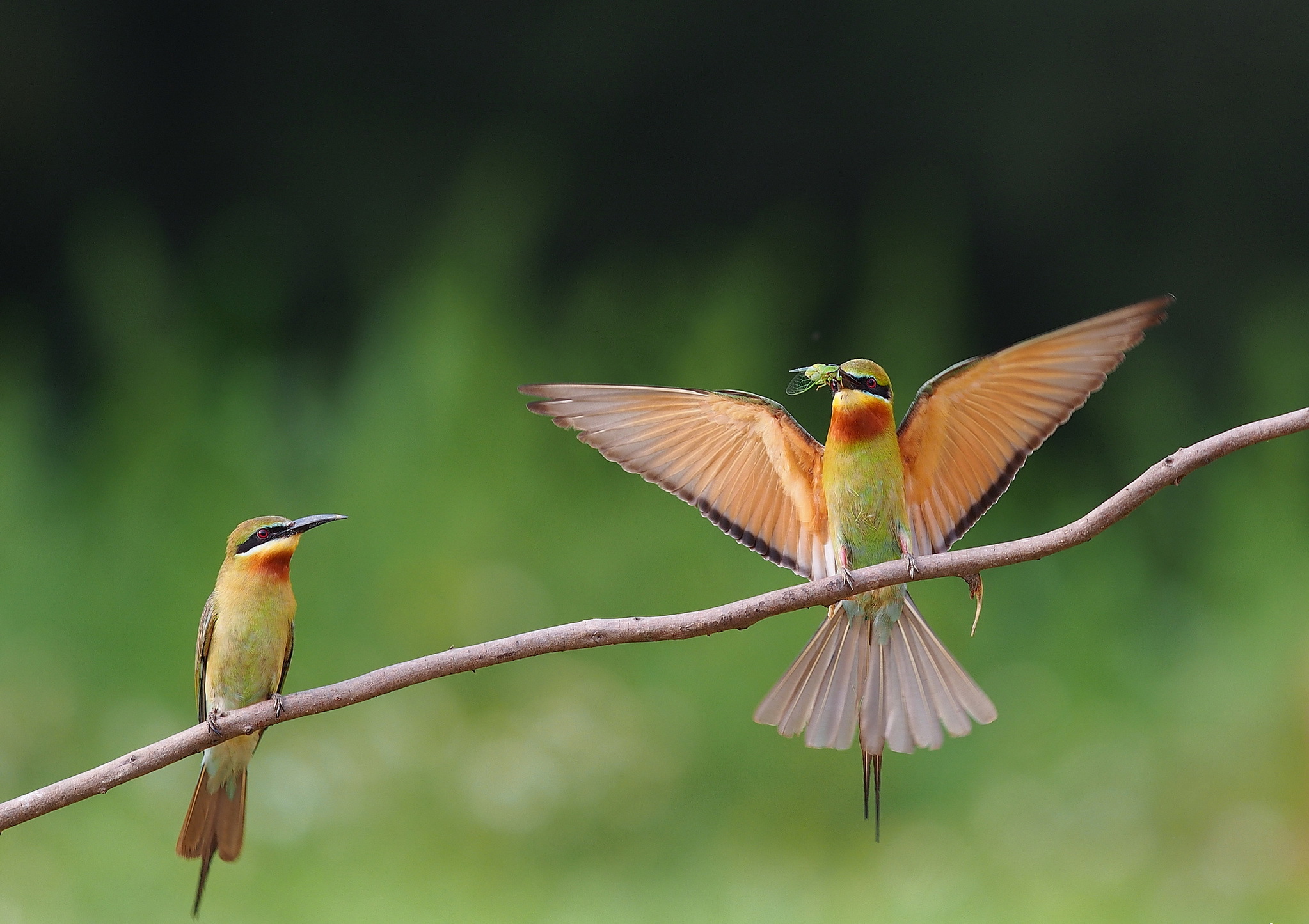 HQ Golden Bee Eater Background Images