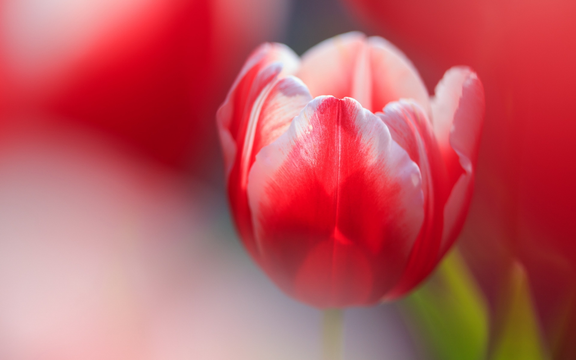 Рыжие тюльпаны размытый фон