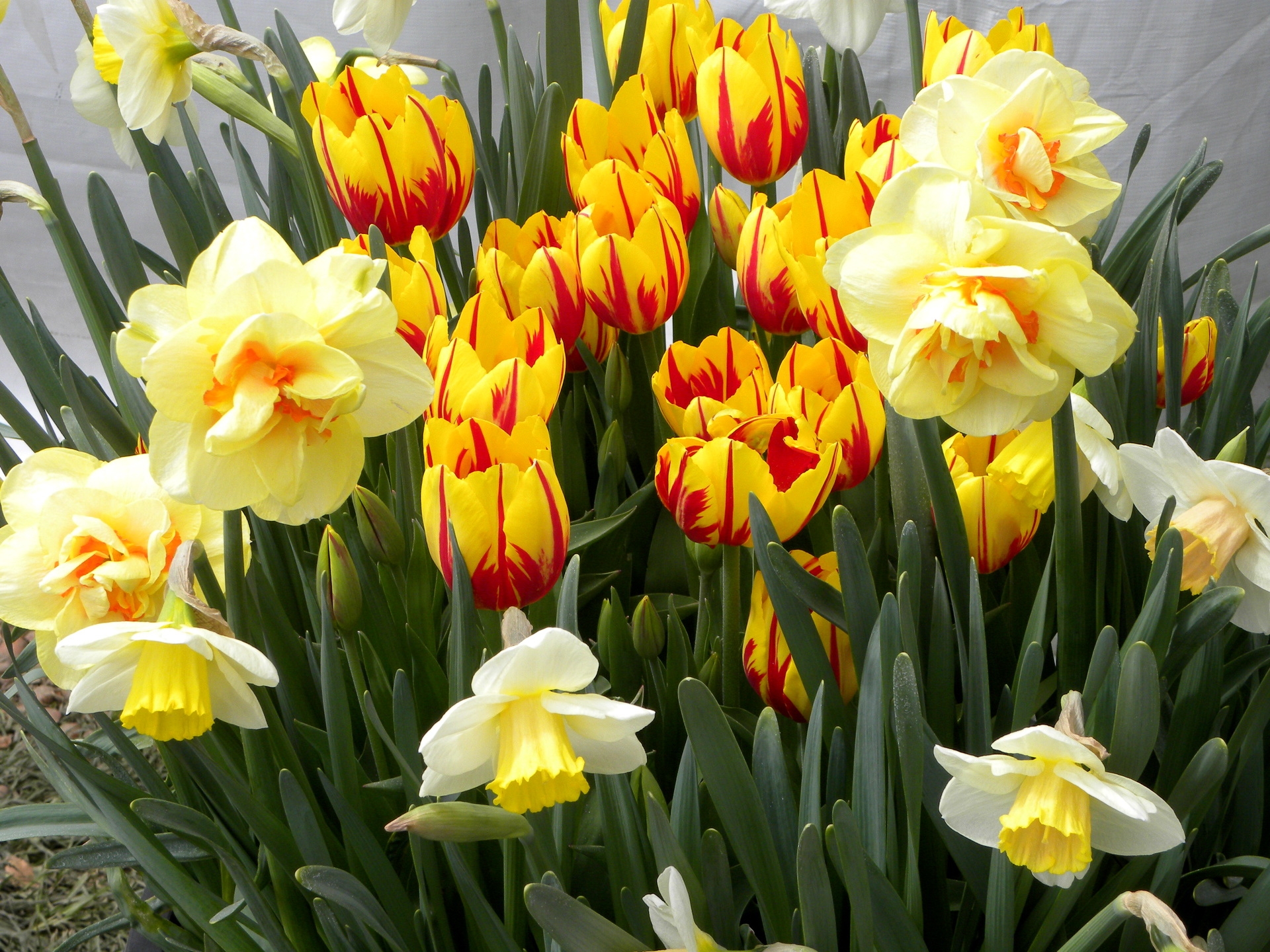 flowers, tulips, narcissussi, flower bed, flowerbed, spring phone wallpaper