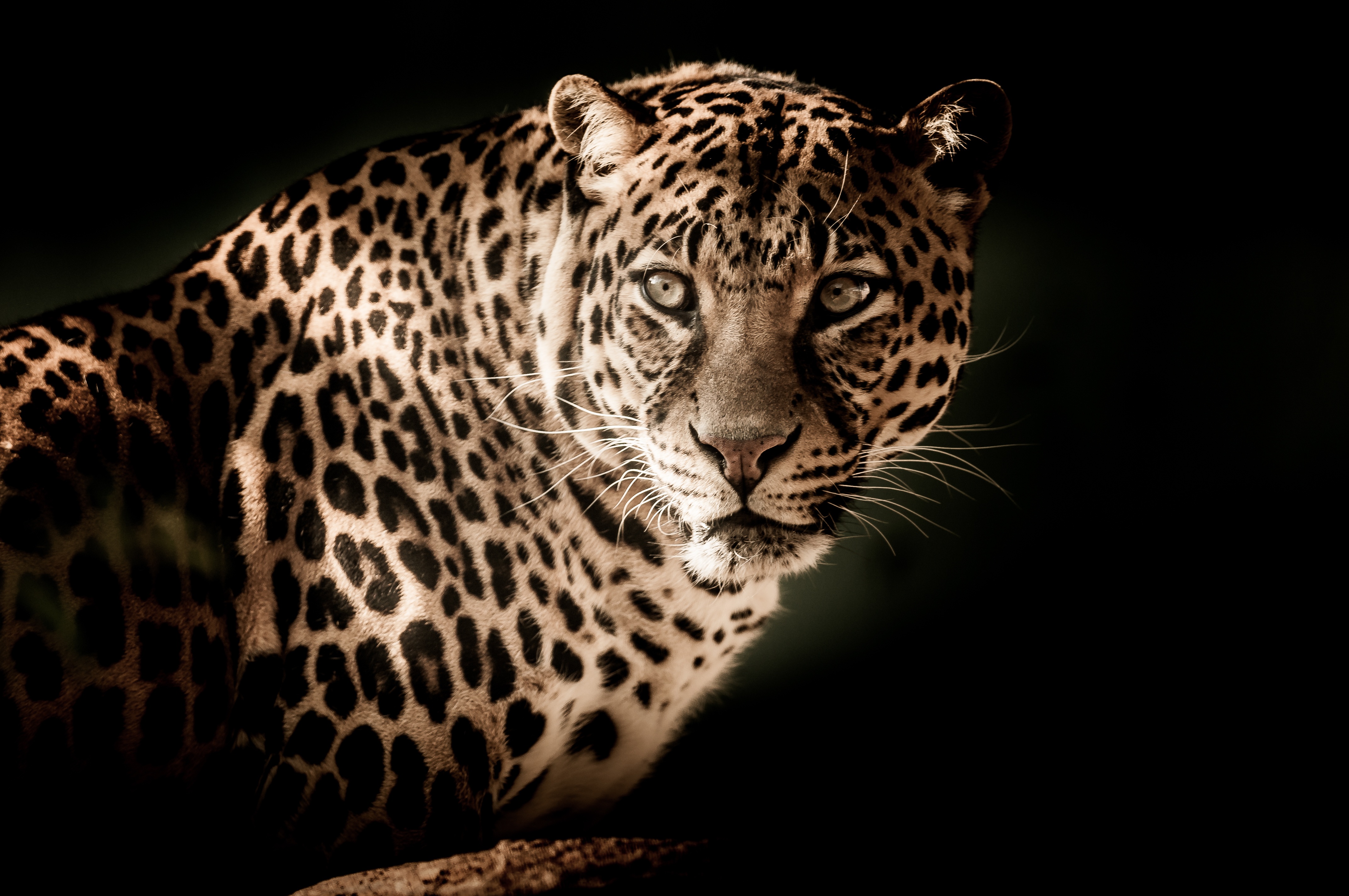 Download mobile wallpaper Opinion, Sight, Muzzle, Animals, Leopard, Predator for free.