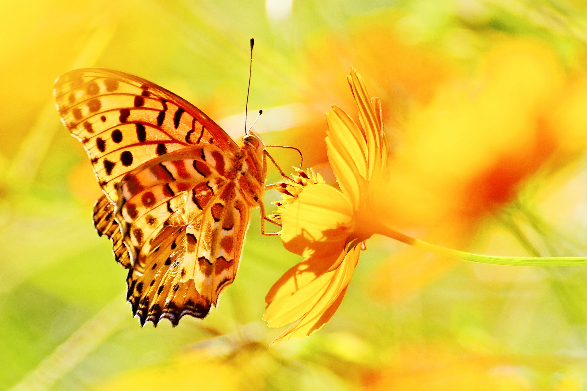 Желтый фон с бабочками