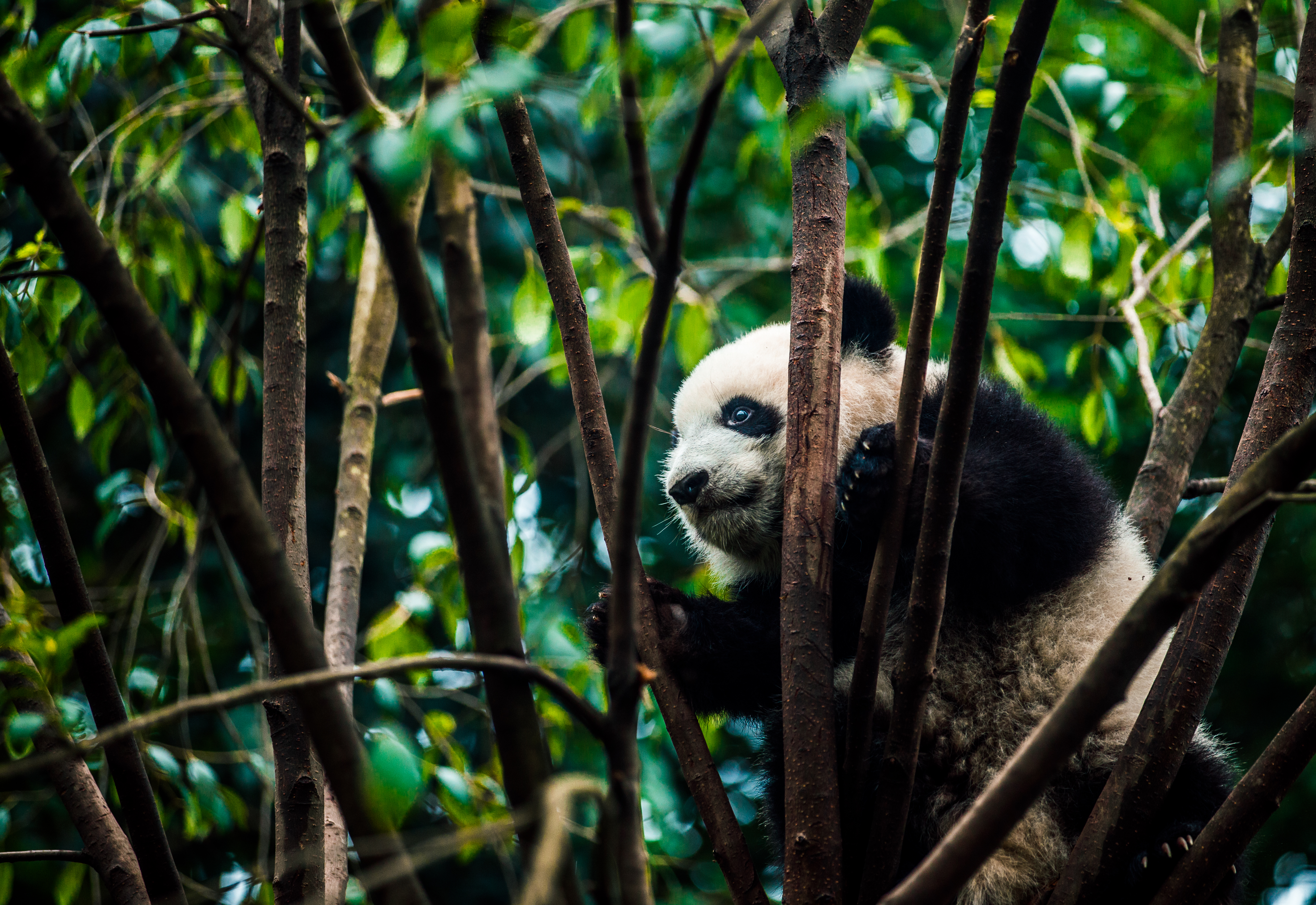 Download mobile wallpaper Animals, Branches, Bear, Bamboo, Panda for free.
