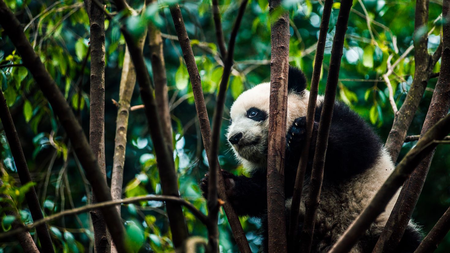 Муссонные леса животный мир. Китай Панда бамбук. Панда в бамбуковом лесу. Бамбуковые леса с пандами.