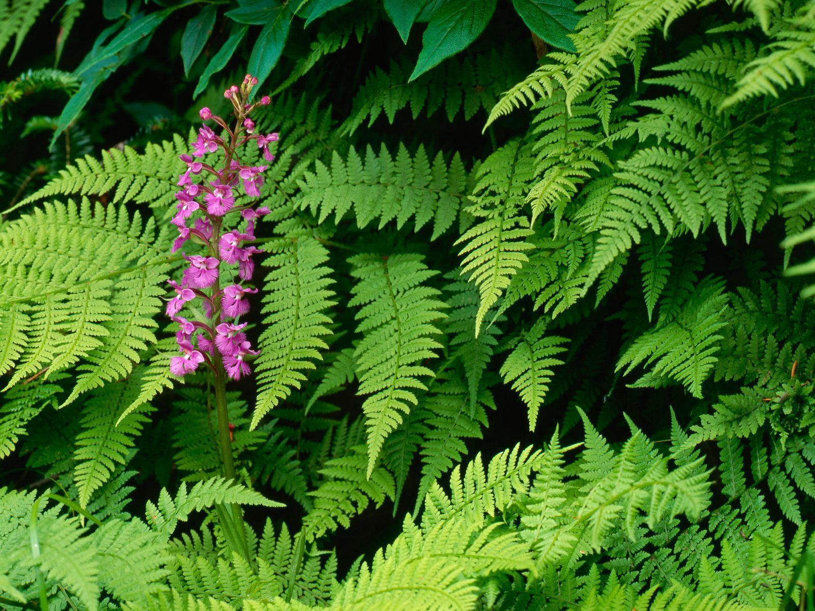 153249 Hintergrundbild herunterladen blumen, grüne, blätter, blume, grünen, orchidee, orchid - Bildschirmschoner und Bilder kostenlos
