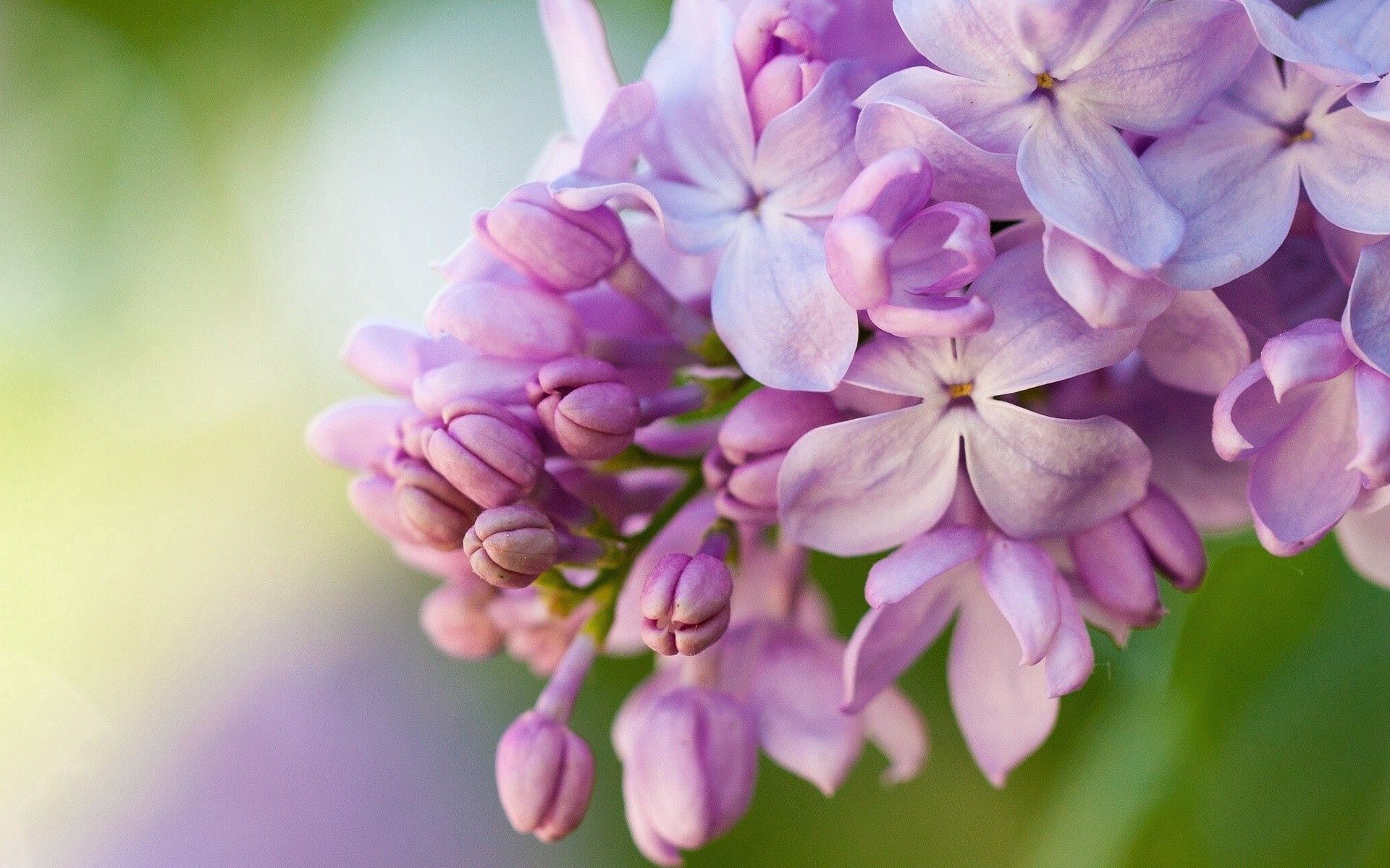 Laden Sie das Lilac, Makro, Lila, Blumen-Bild kostenlos auf Ihren PC-Desktop herunter