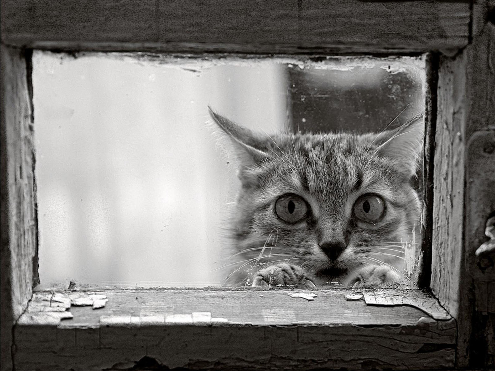 Котик заглядывает в окно