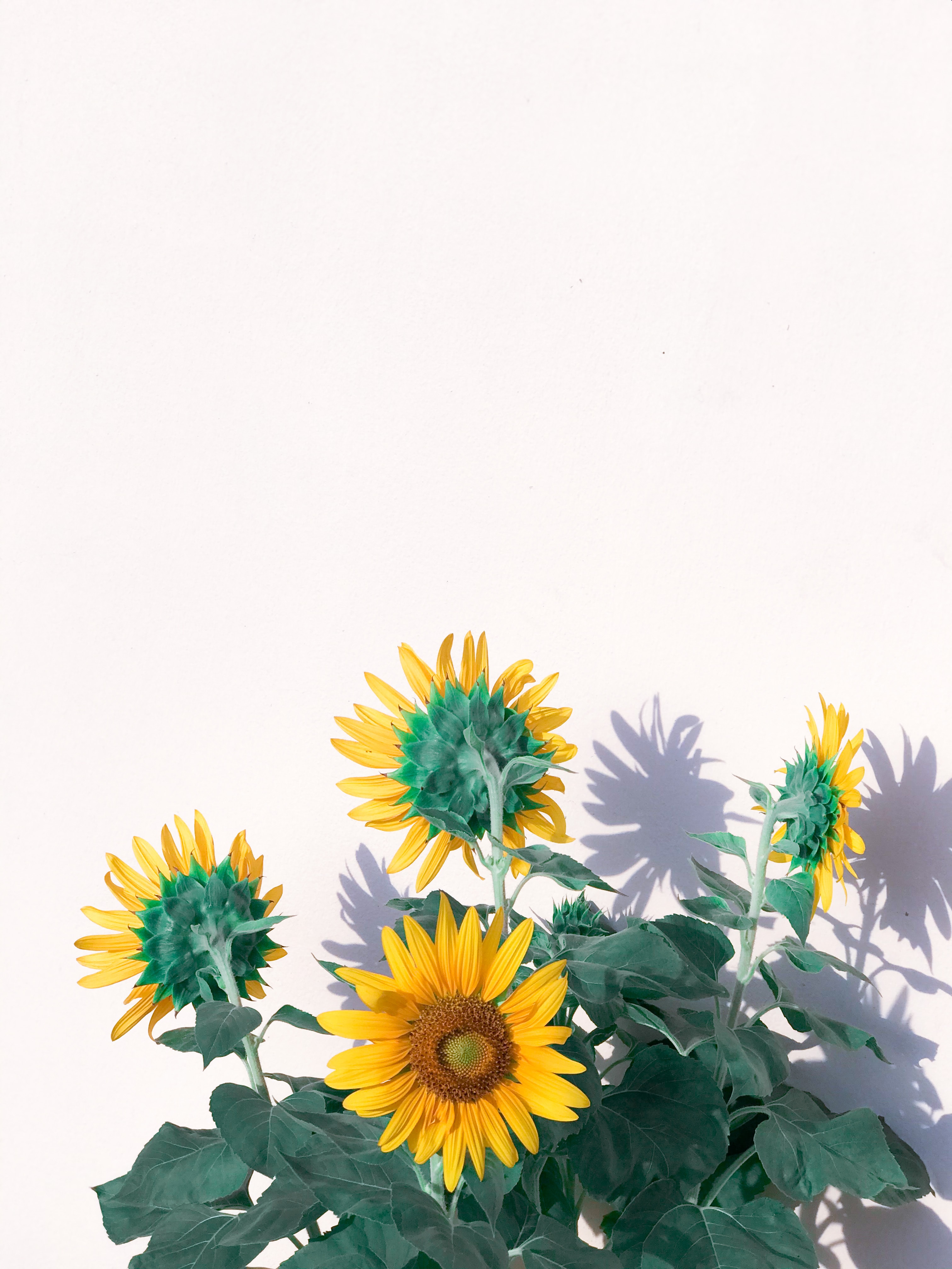 Скачать картинку Растение, Желтый, Цветы, Подсолнухи в телефон бесплатно.
