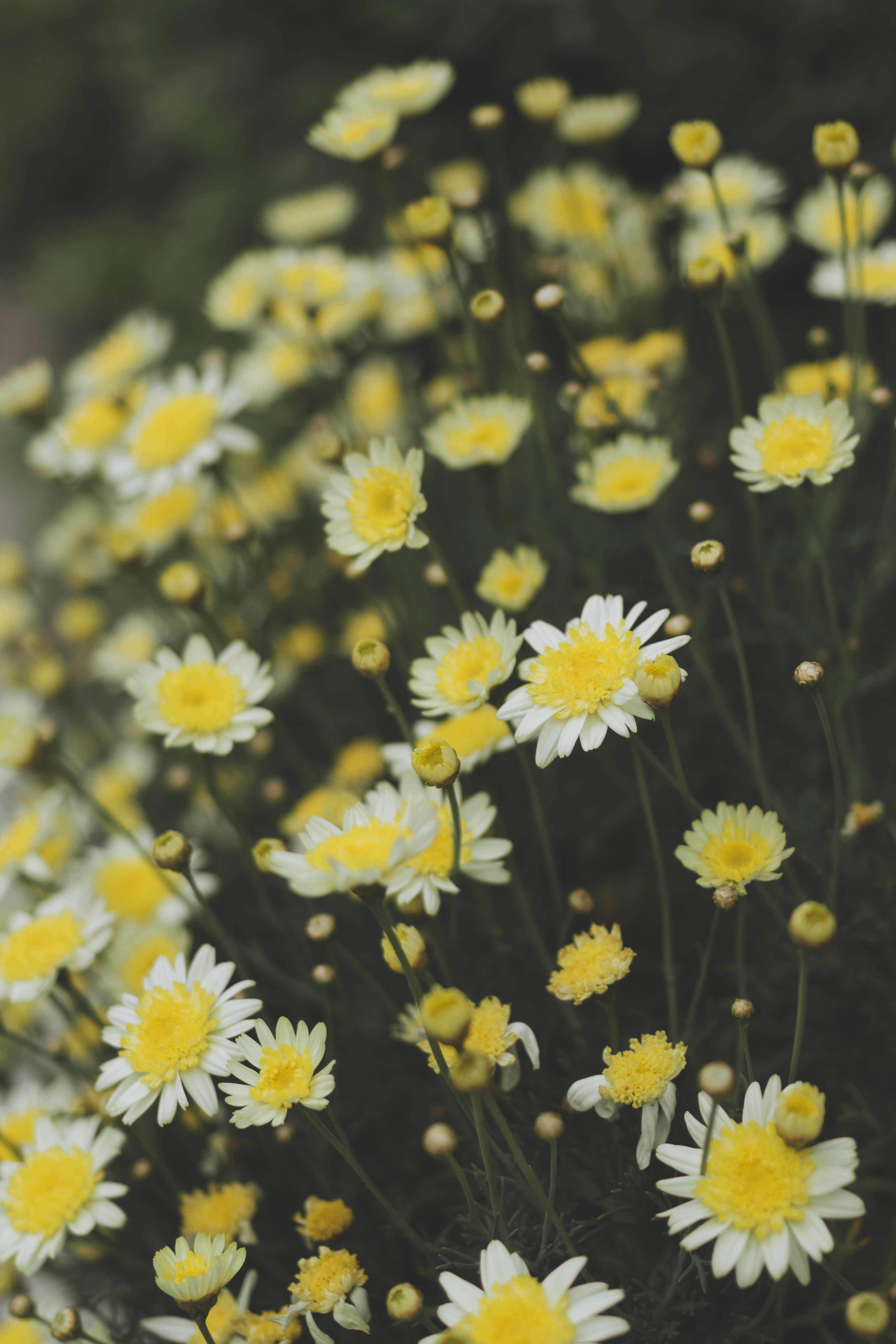 90517 скачать обои желтый, цветы, ромашка, полевые, размытость, белый, нивяник обыкновенный - заставки и картинки бесплатно