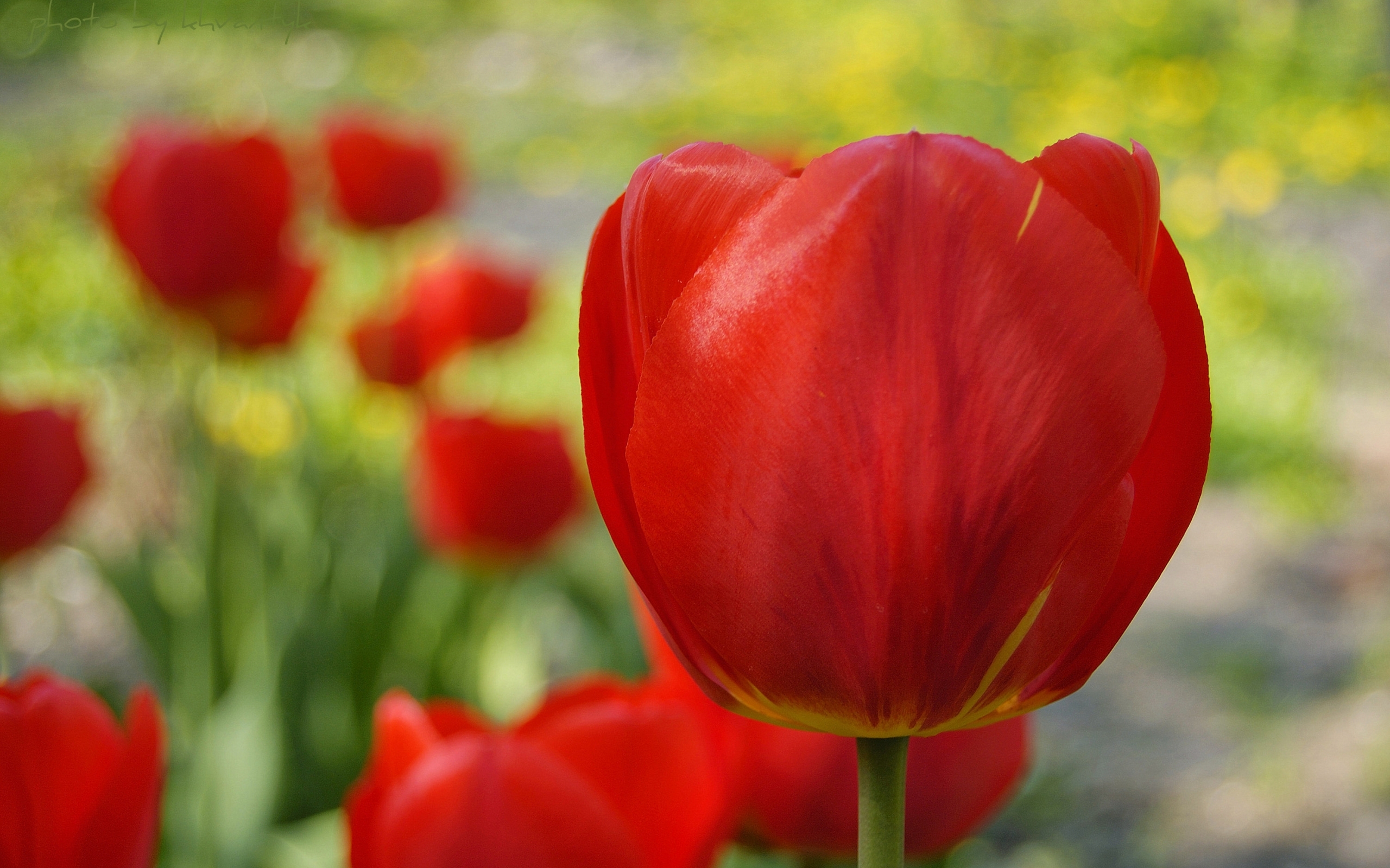 48599 Bild herunterladen tulpen, pflanzen, blumen, rot - Hintergrundbilder und Bildschirmschoner kostenlos