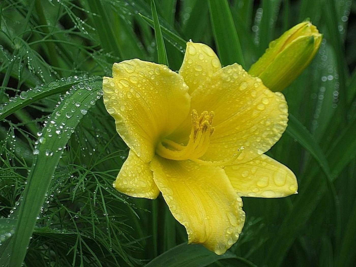 flowers, plants, yellow Image for desktop