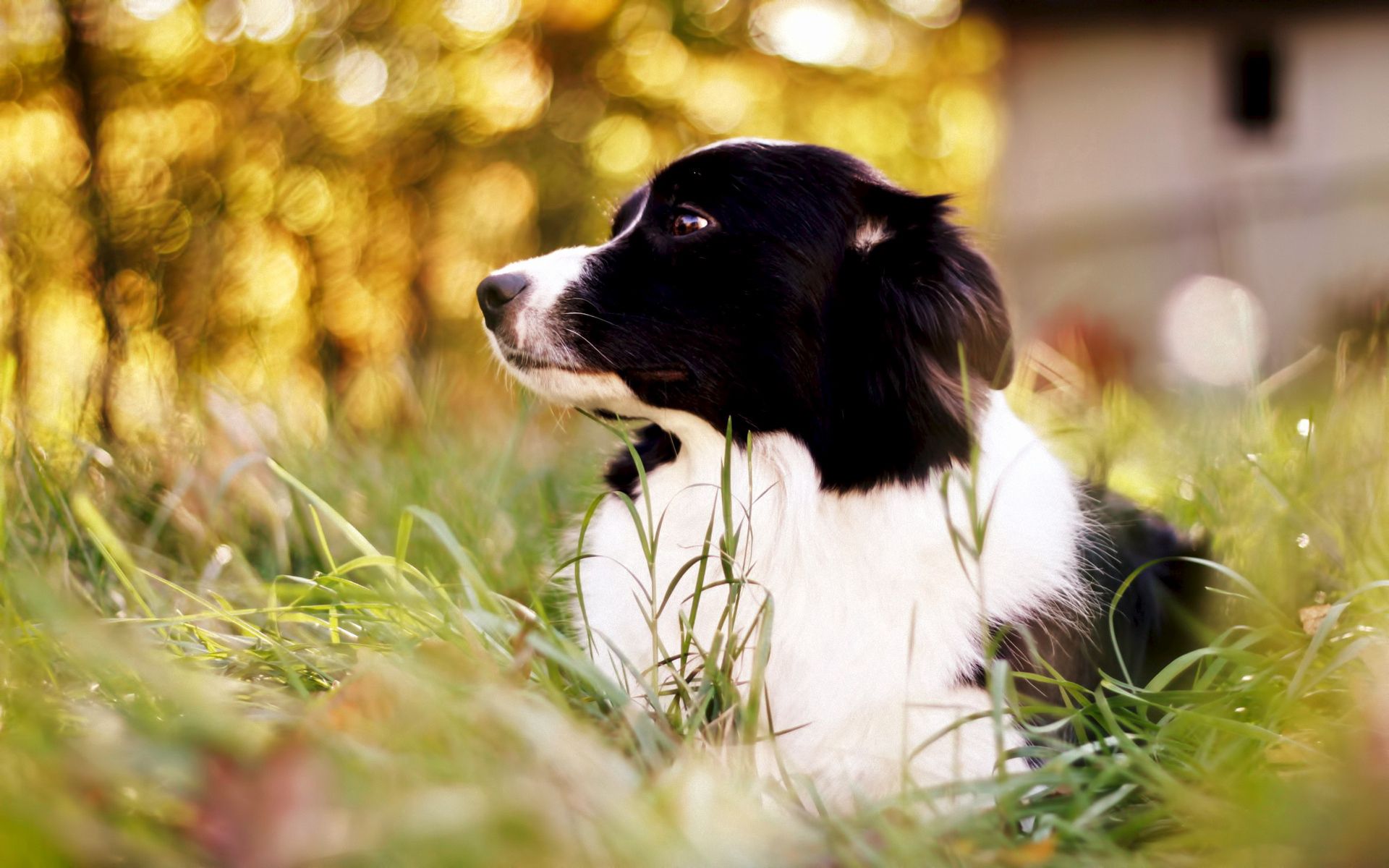 spotty, spotted, border collie, animals, grass, dog Full HD