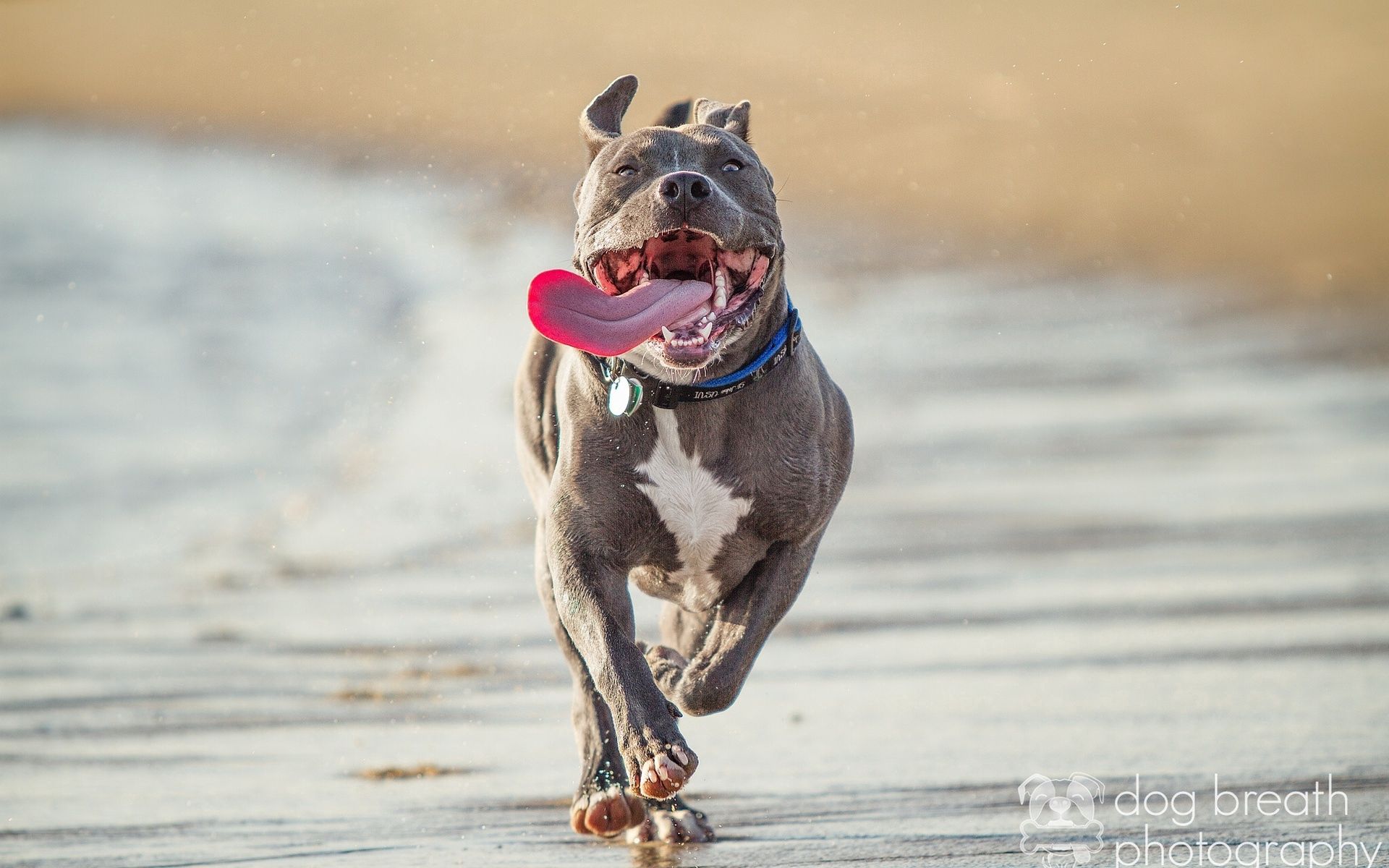 animals, protruding tongue, tongue stuck out, run away, run, pit bull terrier, pitbull terrier QHD