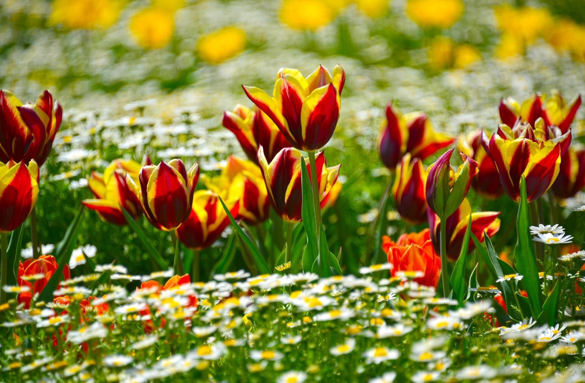 flower bed, tulips, flowers, camomile, blur, smooth, flowerbed, sunny HD wallpaper