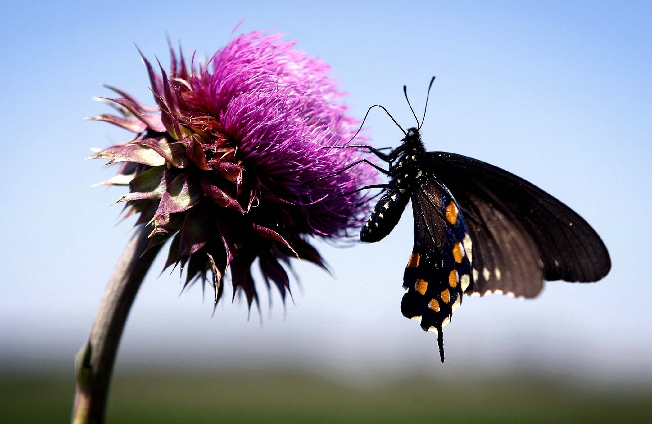 Téléchargez des papiers peints mobile Insecte, Plante, Planter, Macro, Vol, Papillon, Fleur gratuitement.