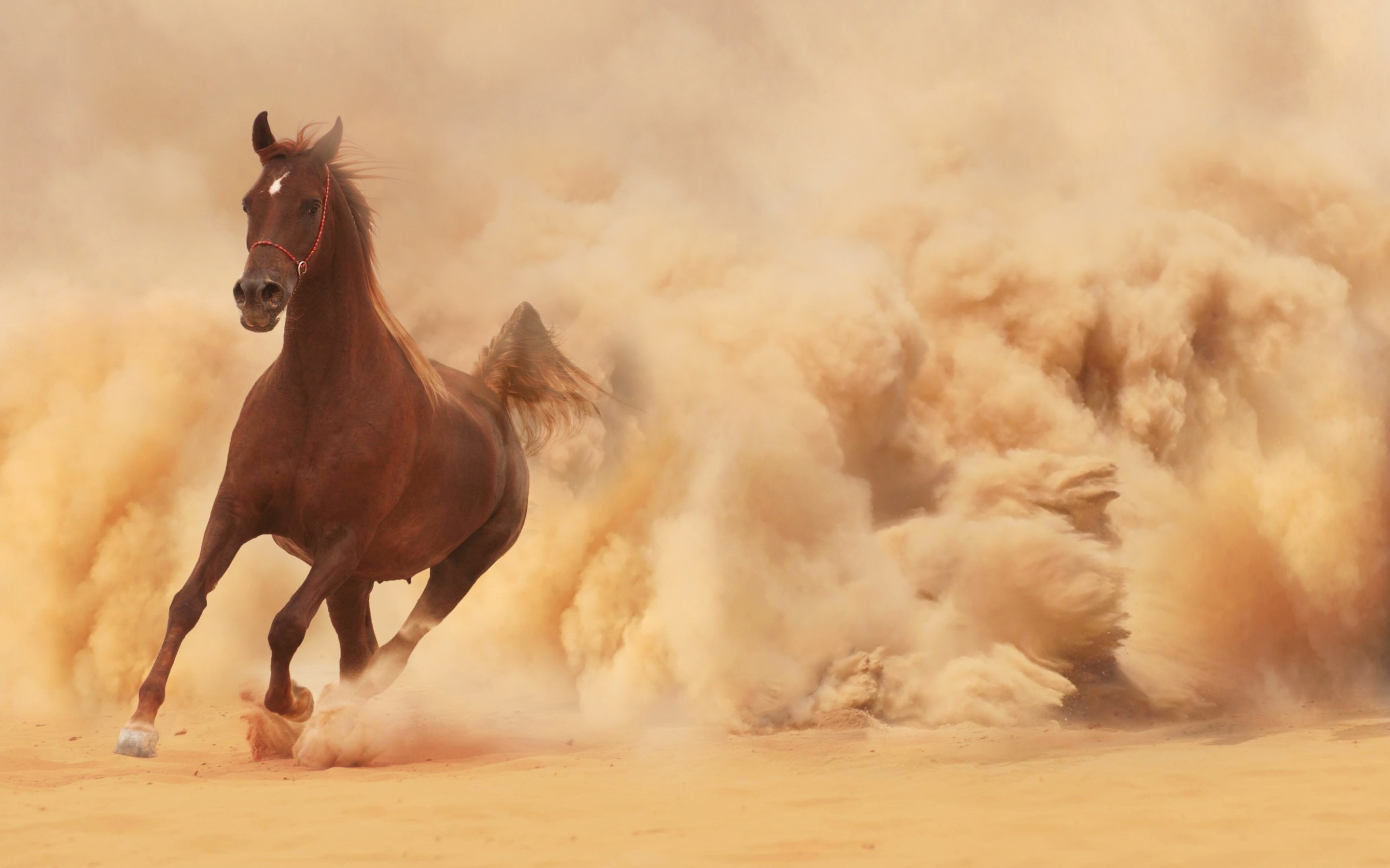running, dust, animal, horse, dirt 1080p