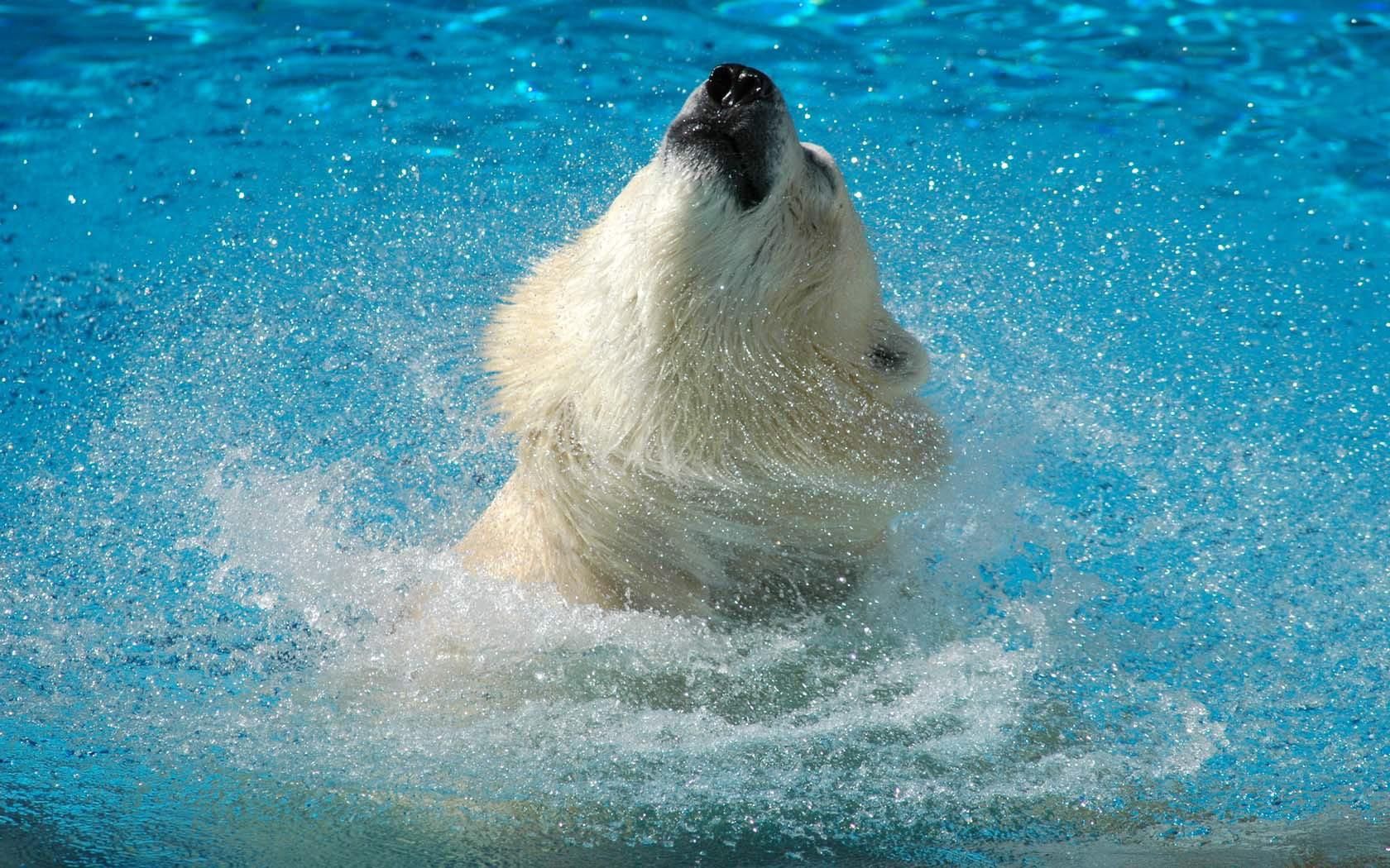 Download mobile wallpaper Bounce, Muzzle, Animals, Water, Jump, Polar Bear for free.