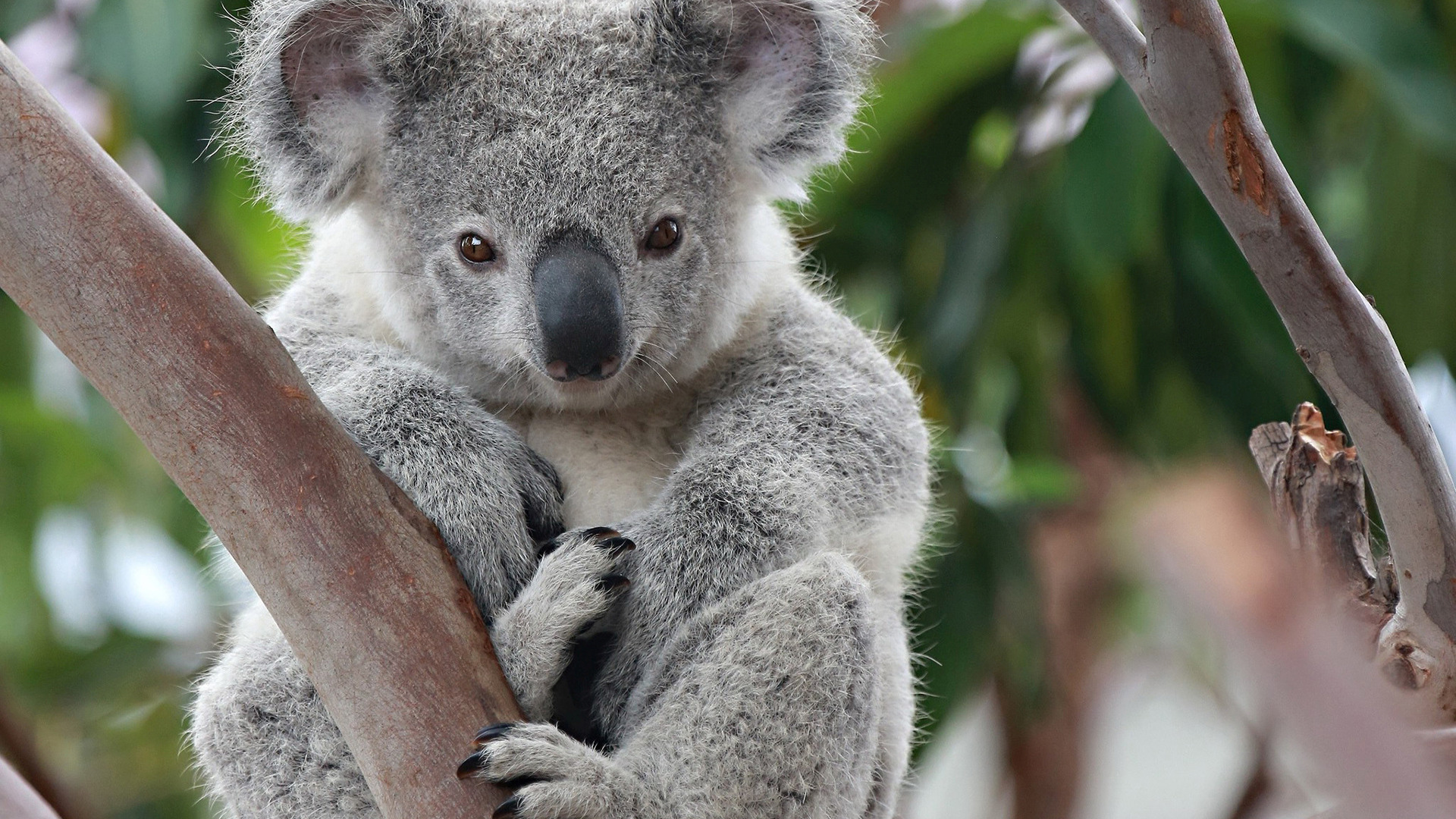 animal, koala cellphone