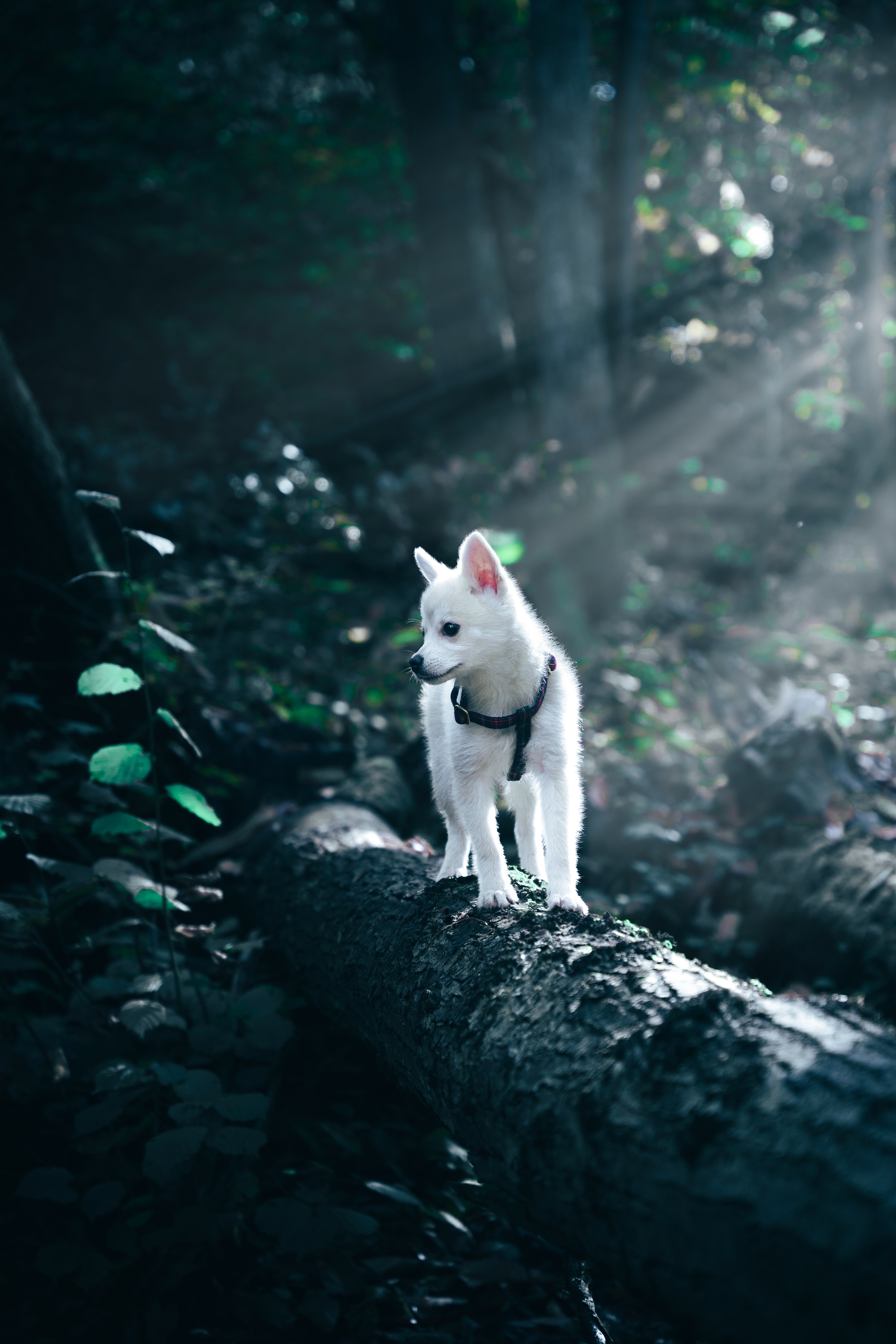 animals, white, dog, pet, puppy desktop HD wallpaper