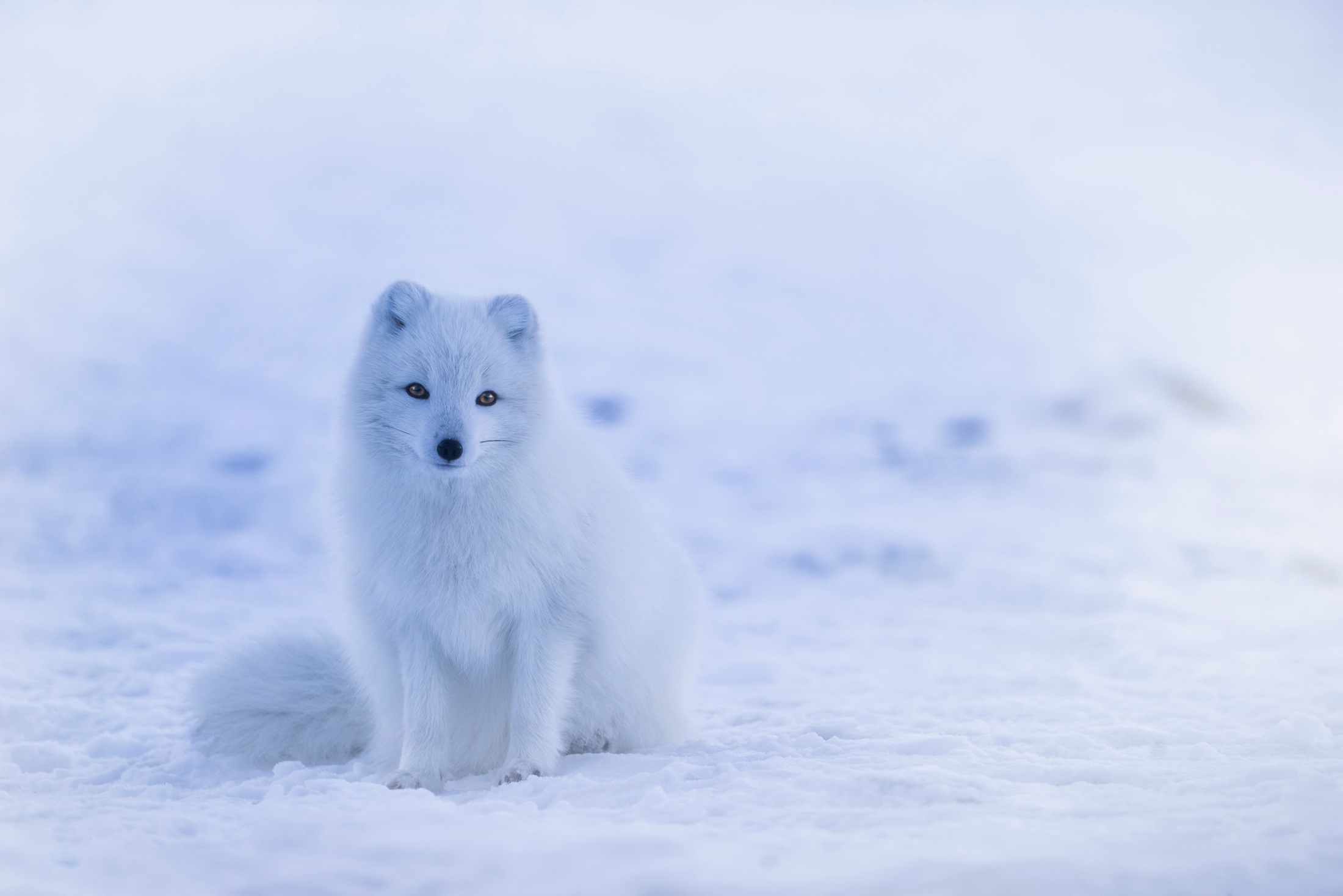 91184 télécharger l'image le renard arctique, animaux, renard polaire - fonds d'écran et économiseurs d'écran gratuits