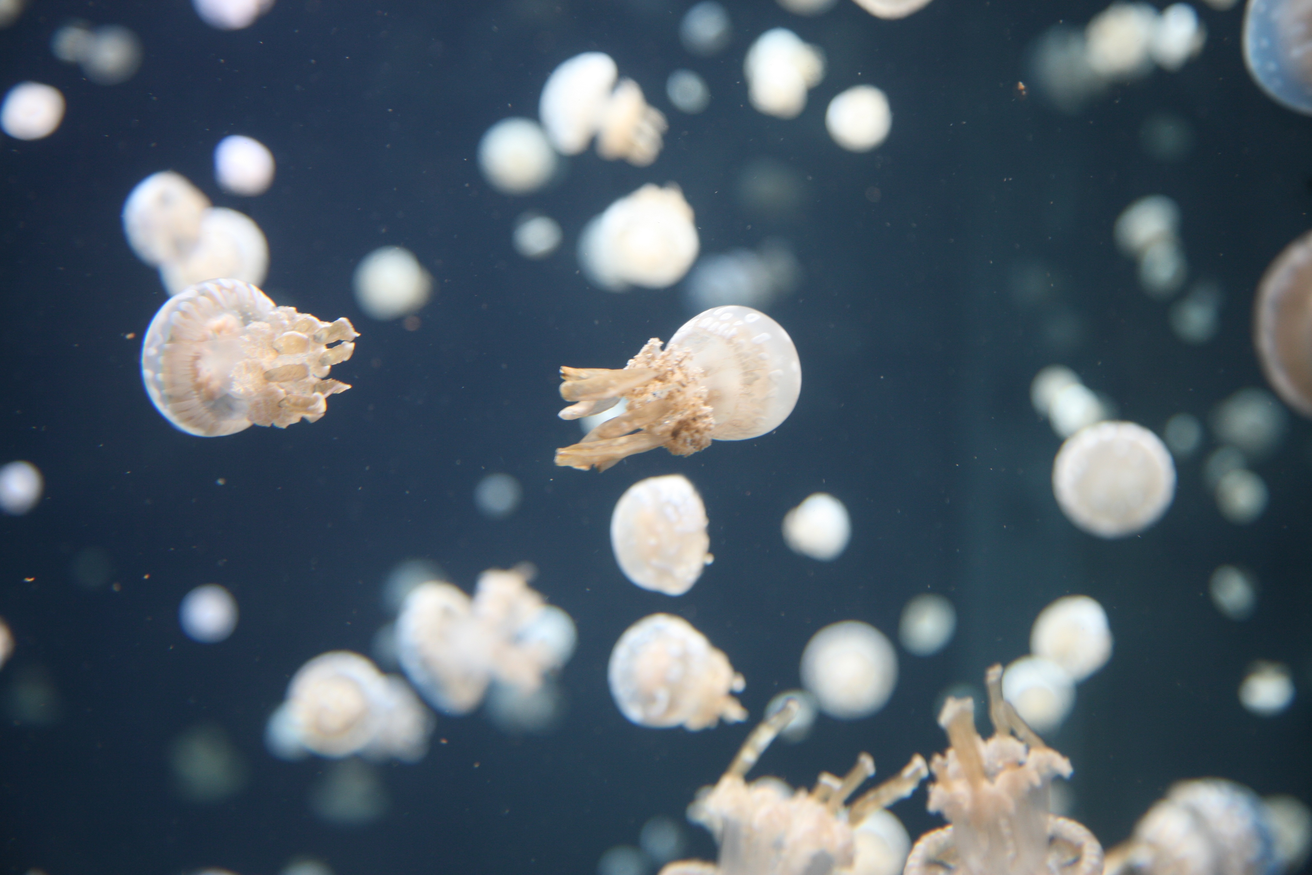 nature, jellyfish, underwater world, tentacles wallpapers for tablet
