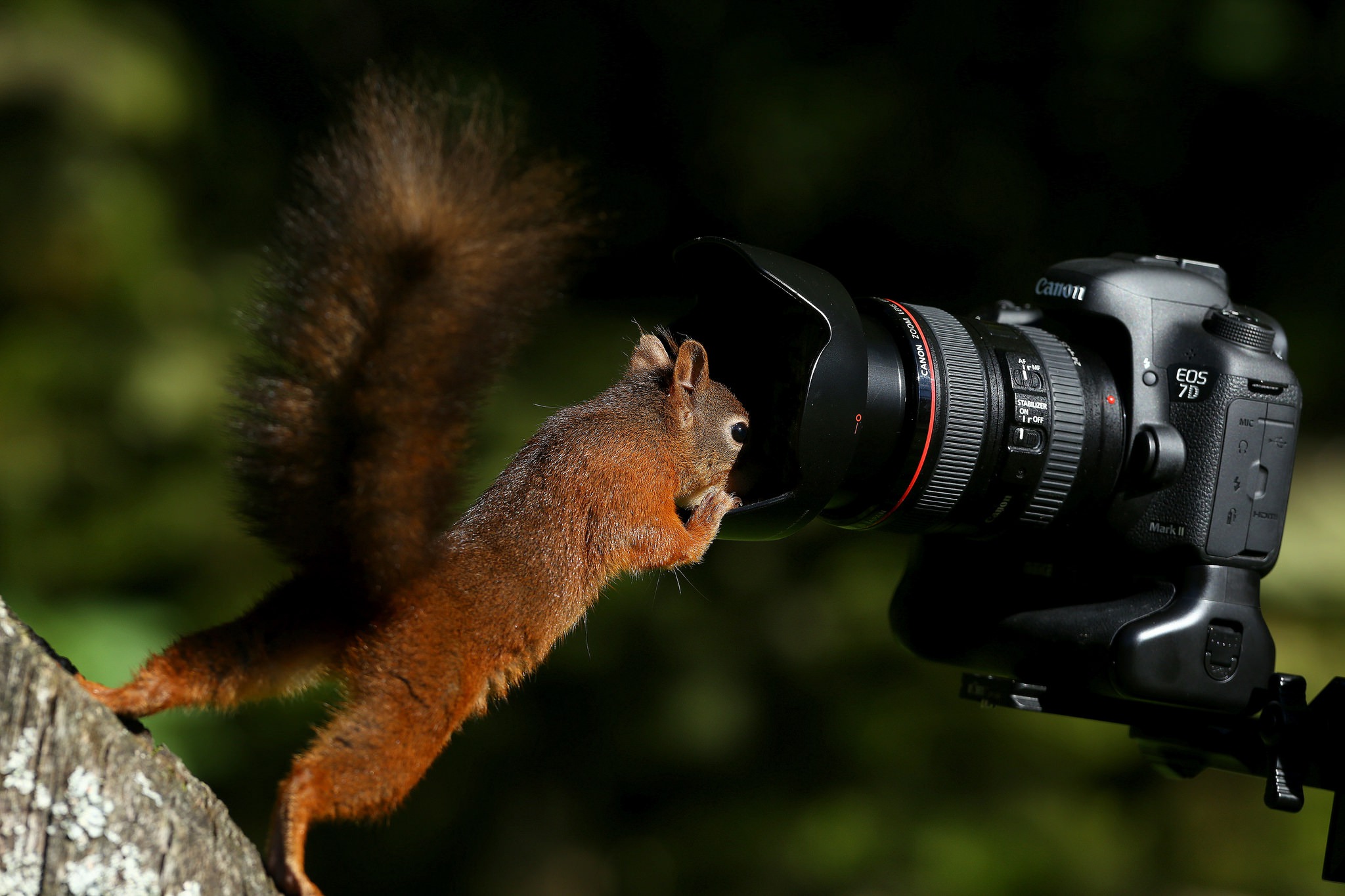 canon, animal, squirrel, camera, rodent