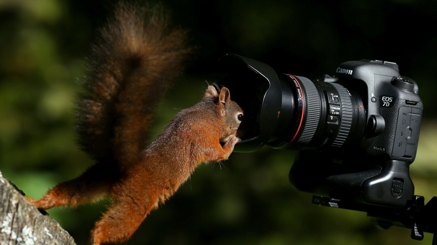 Животное с фотоаппаратом картинка