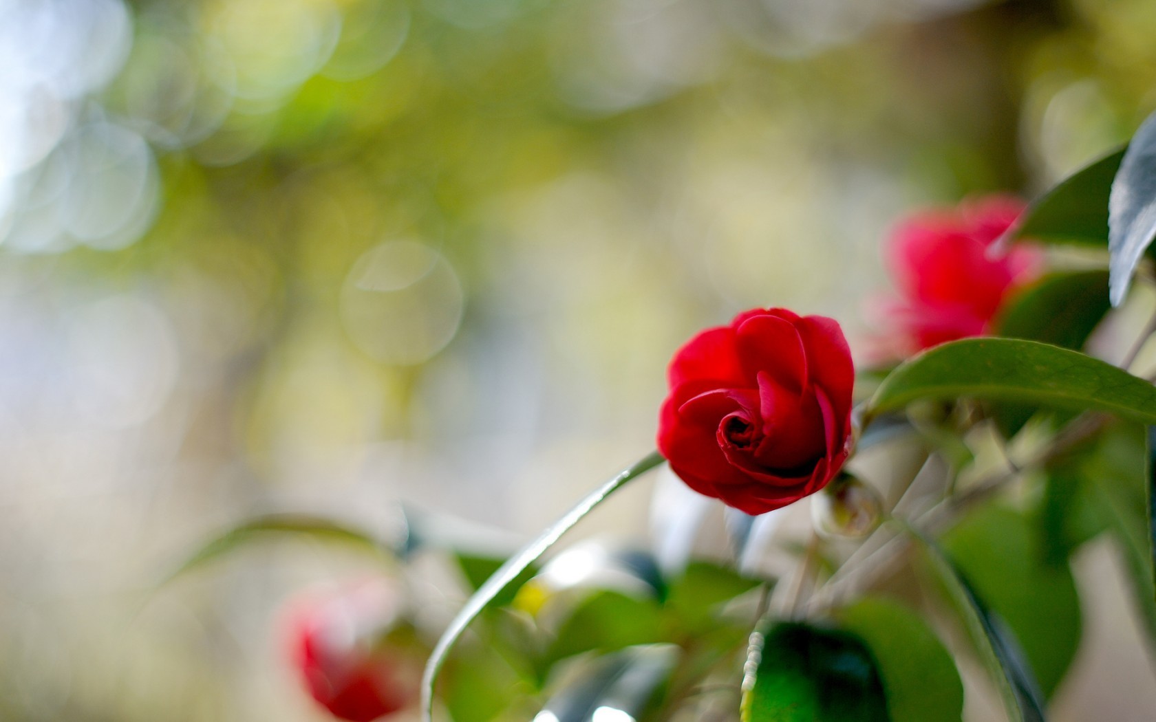 Скачати мобільні шпалери Квіти, Рослини, Рози безкоштовно.
