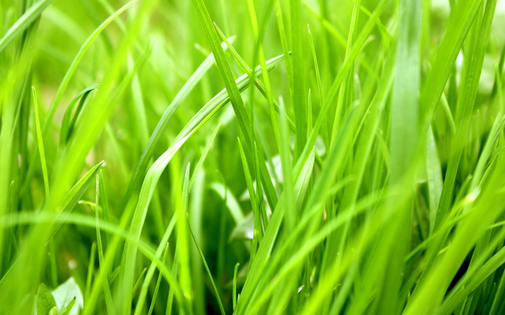 146399 Hintergrundbild herunterladen grass, makro, unschärfe, glatt, grüne, grünen, jahreszeit, saison - Bildschirmschoner und Bilder kostenlos