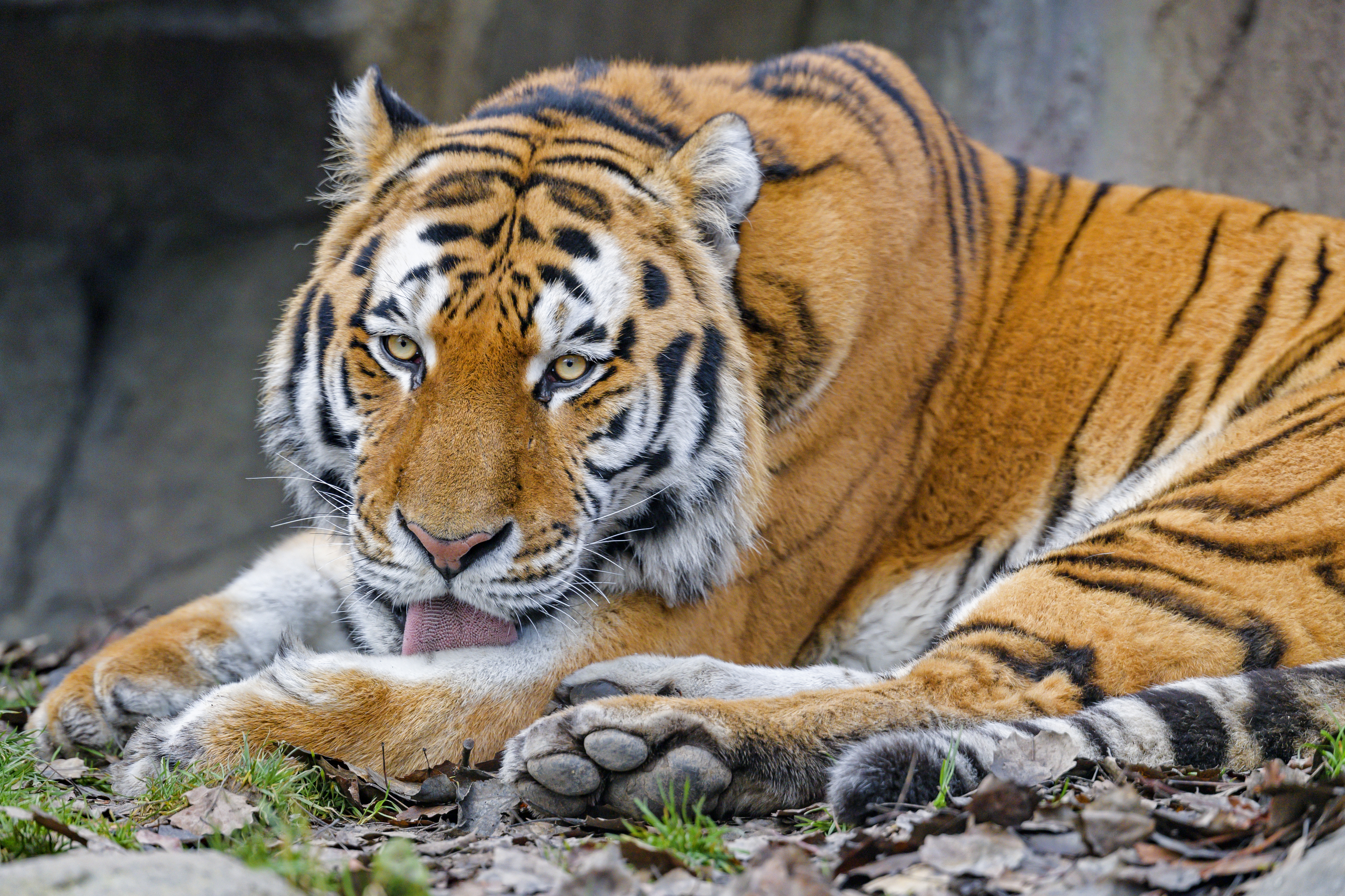 Download mobile wallpaper Tongue Stuck Out, Protruding Tongue, Wild, Animal, Animals, Big Cat, Tiger for free.