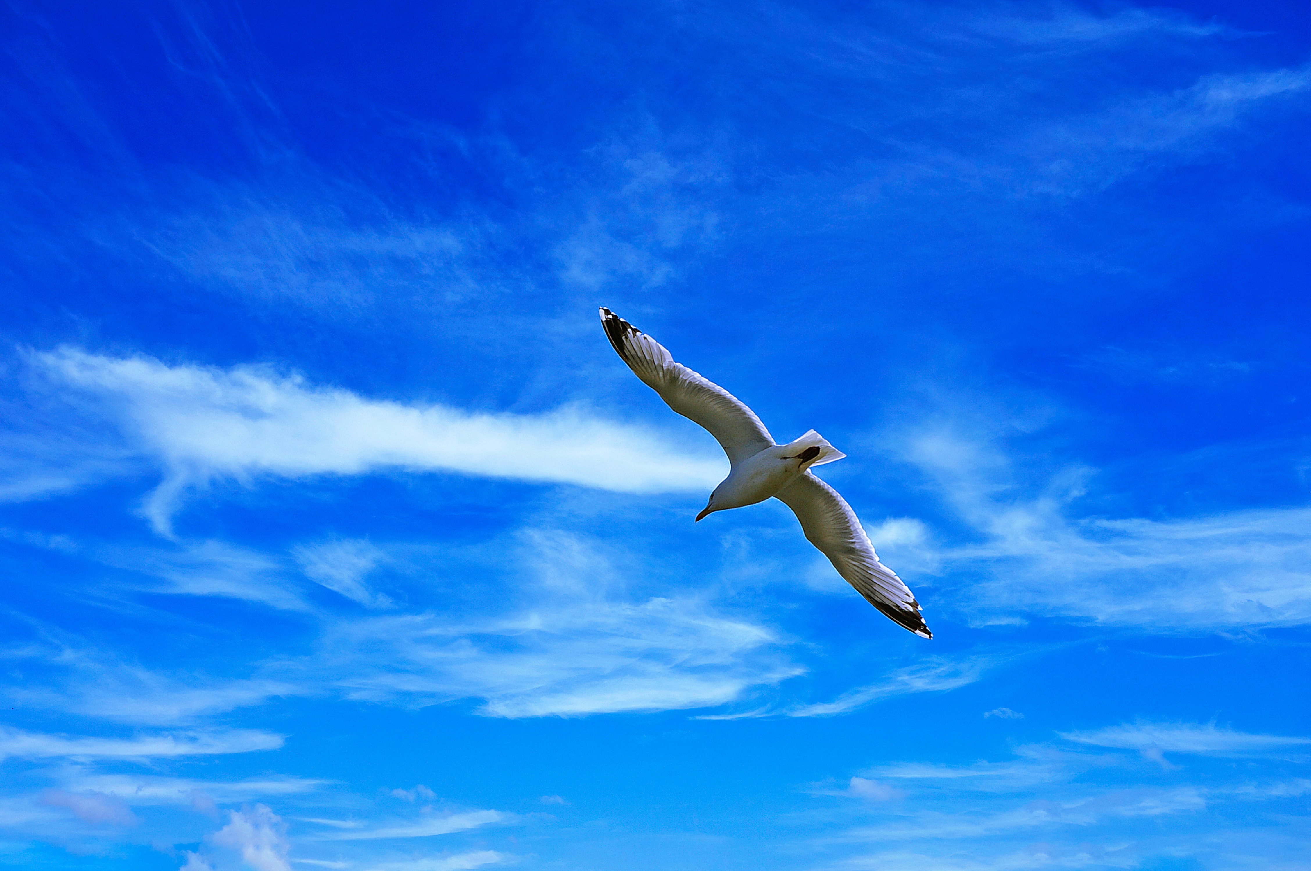 Download mobile wallpaper Clouds, Gull, Sky, Animals, Seagull, Flight, Bird, Wings for free.