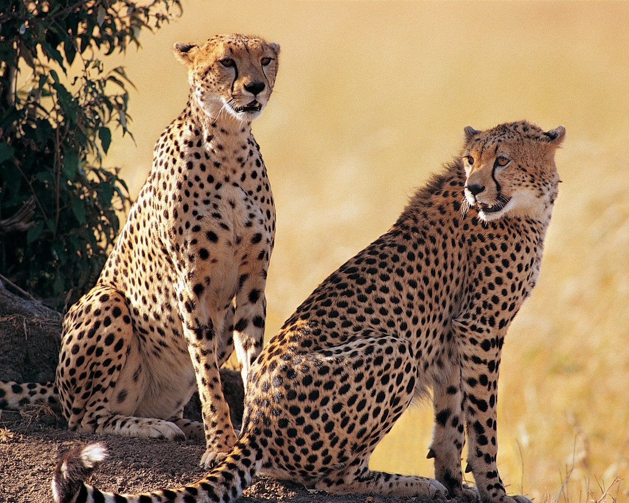 cheetah, animals Smartphone Background