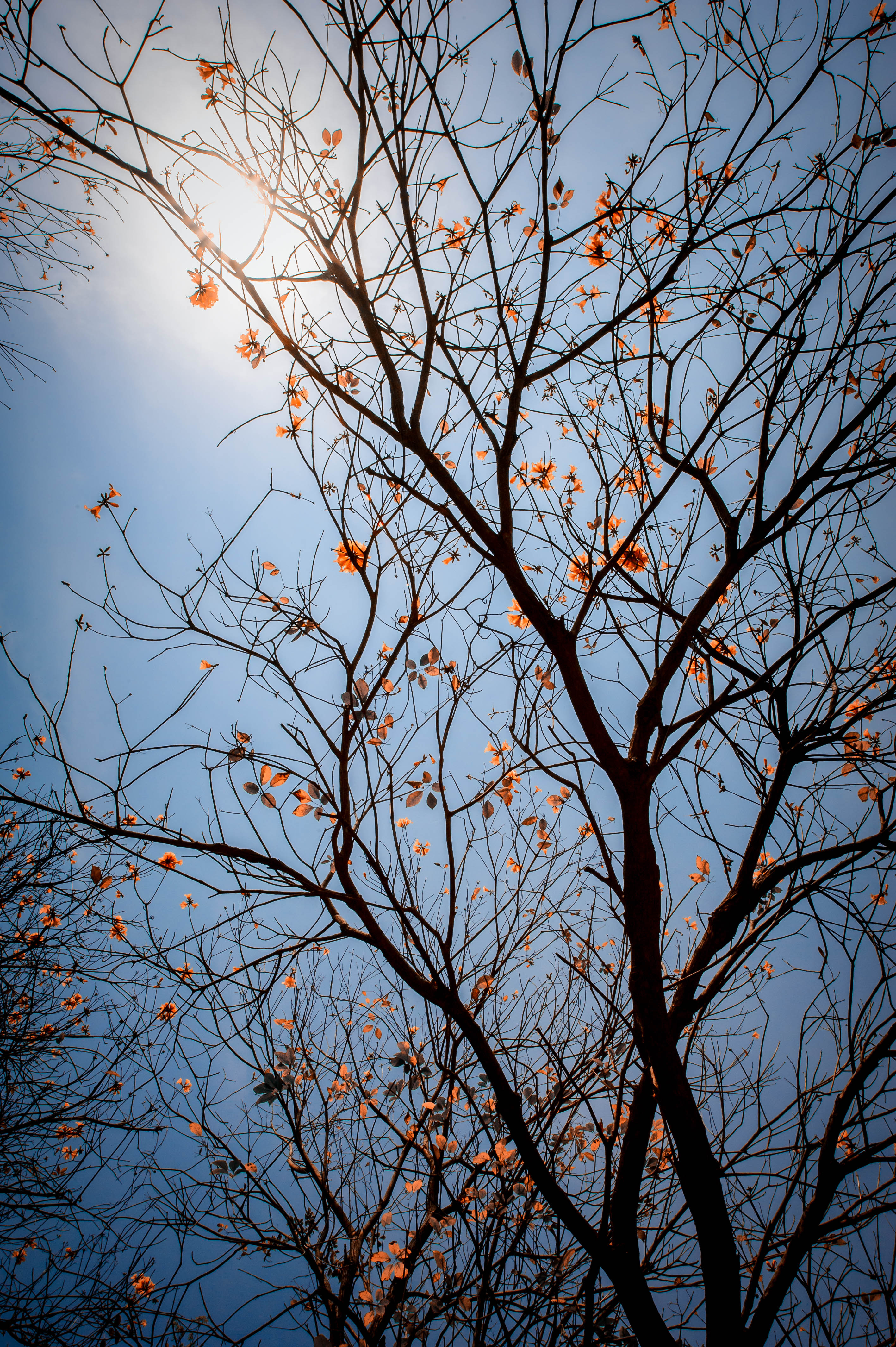 Download mobile wallpaper Sky, Branches, Wood, Leaves, Tree, Flowers, Nature for free.