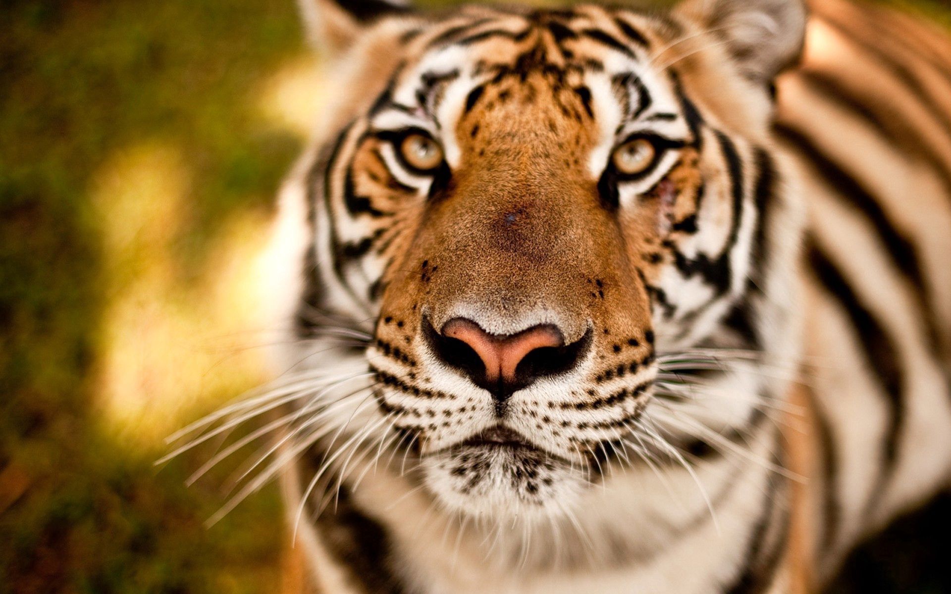Descarga gratuita de fondo de pantalla para móvil de Bozal, Opinión, Animales, Visión, Depredador, Tigre.