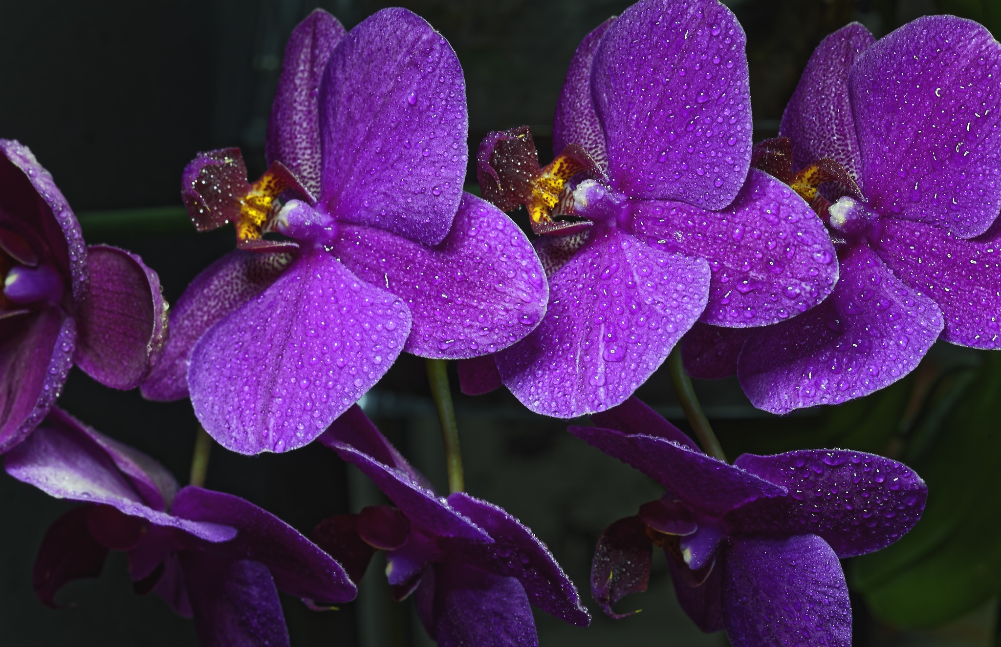 Орхидеи Сиреневого Цвета