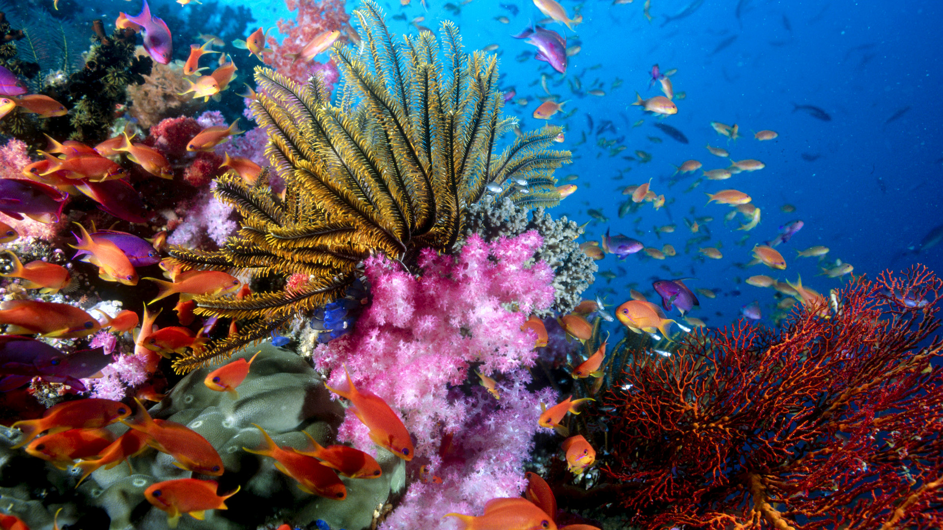 Большой Барьерный риф с Дэвидом Аттенборо