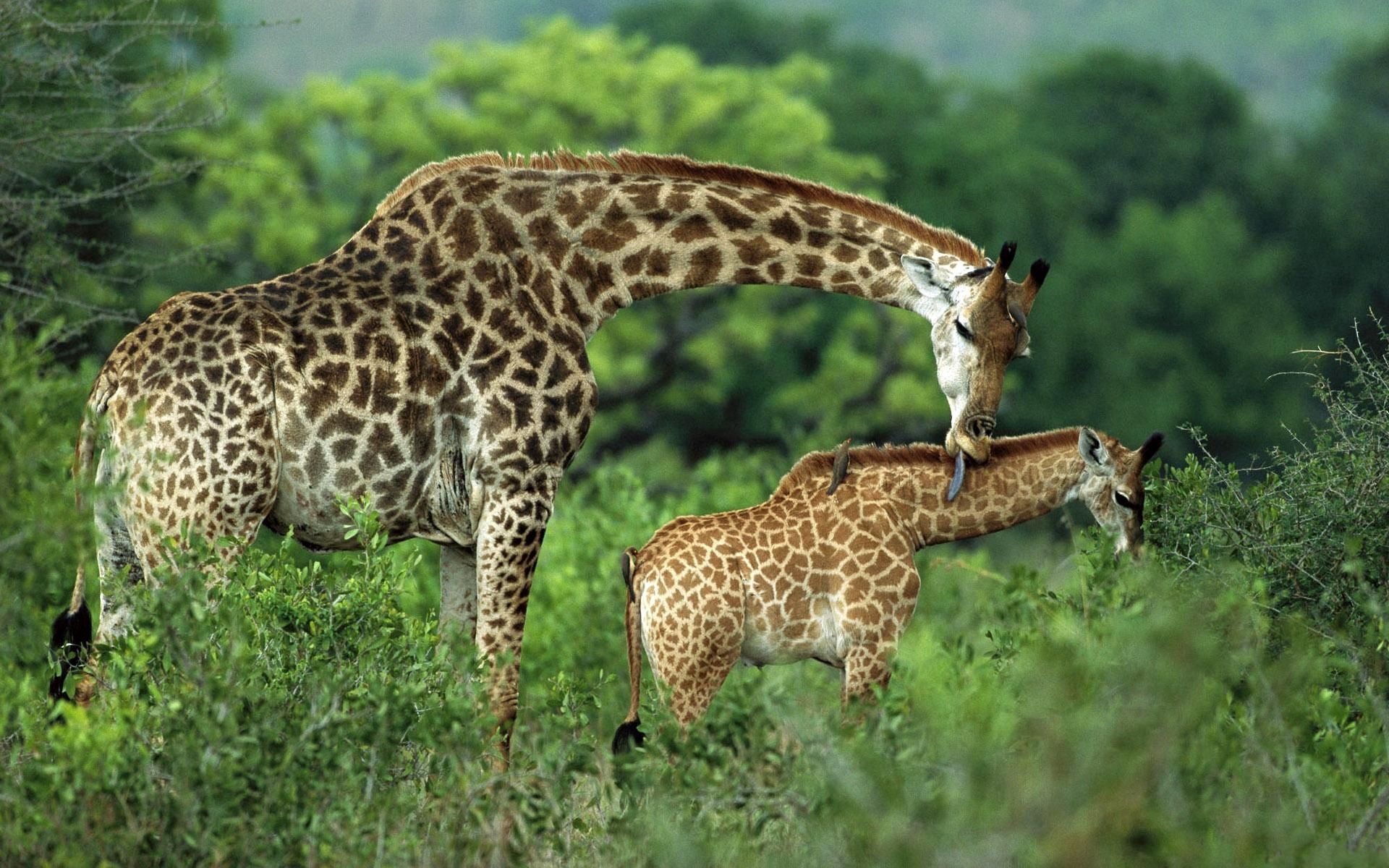 63987 baixar papel de parede girafas, animais, grama, novo, casal, par, passeio, passear, cuidado, joey - protetores de tela e imagens gratuitamente