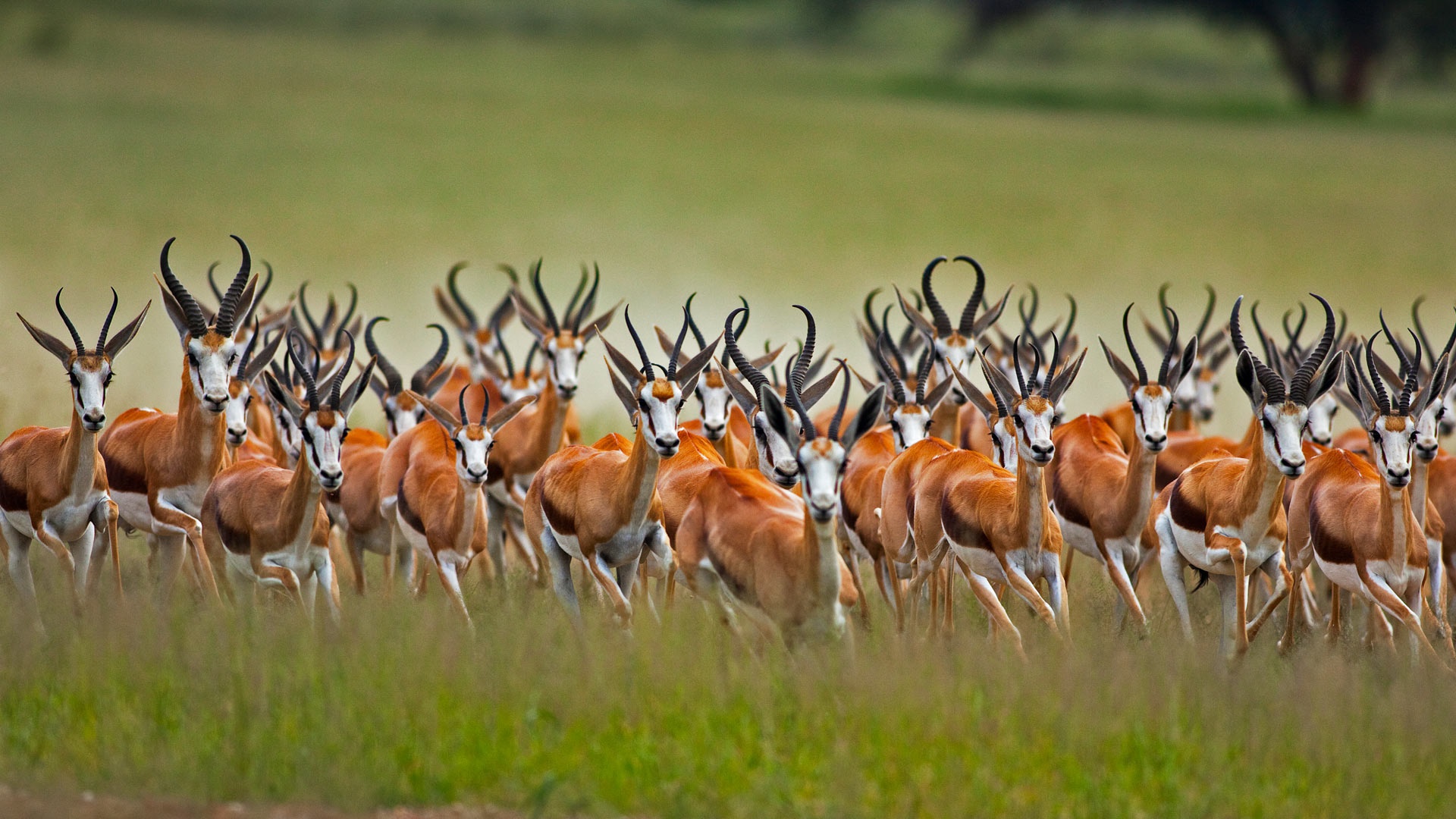 820590 Hintergrundbild herunterladen tiere, antilope, springbock - Bildschirmschoner und Bilder kostenlos