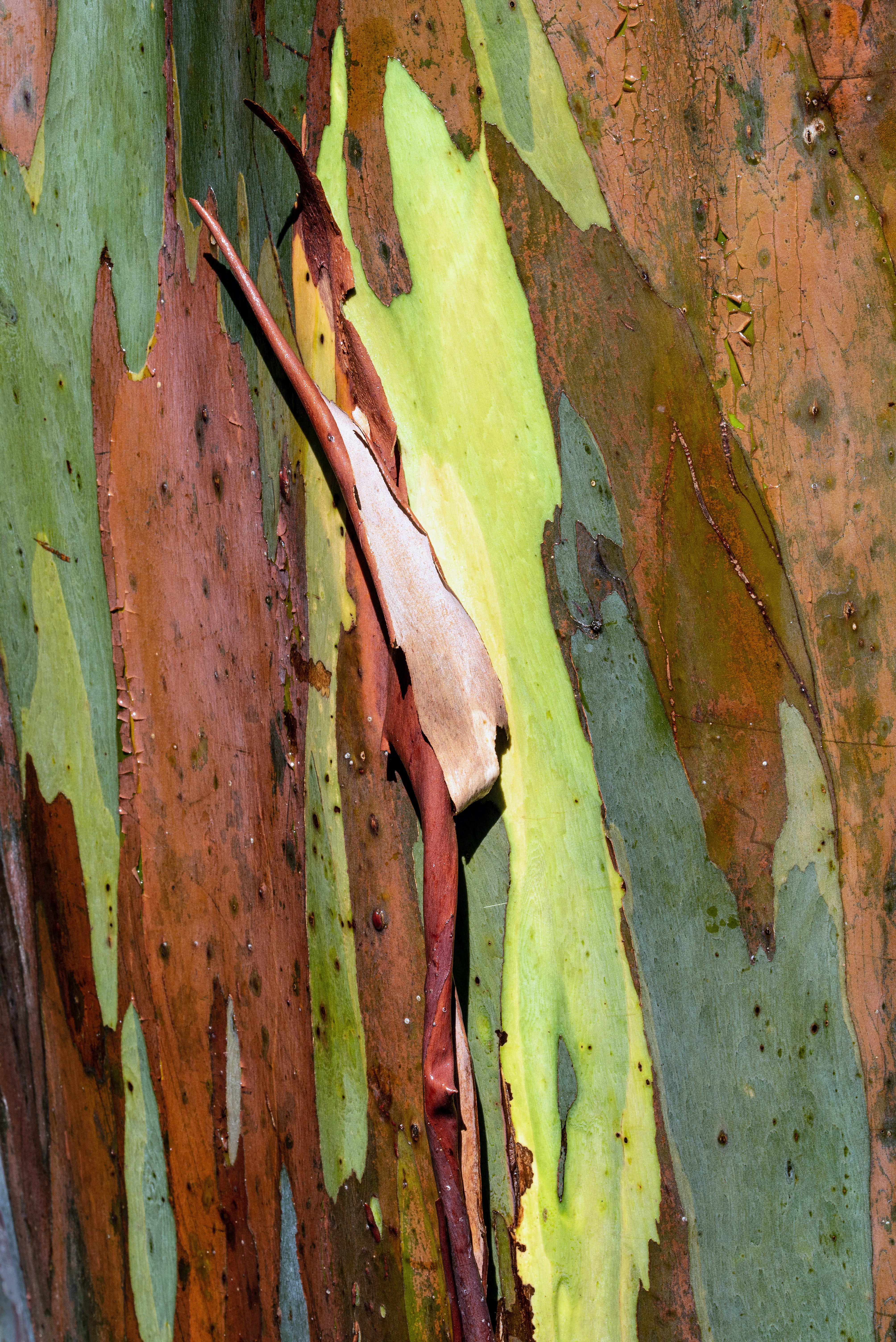 wood, tree, texture, textures, bark, eucalyptus Free Stock Photo