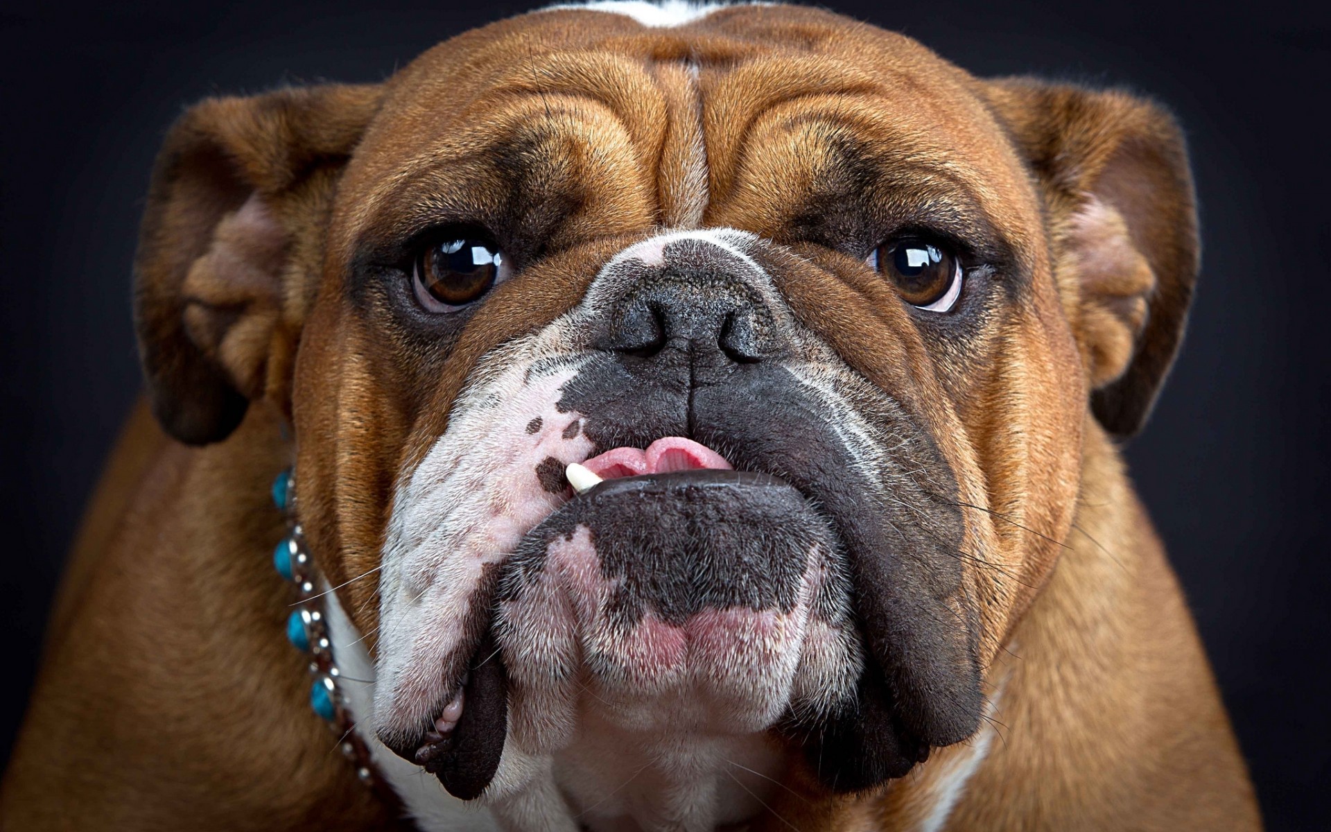 english bulldog, animal, dogs download HD wallpaper