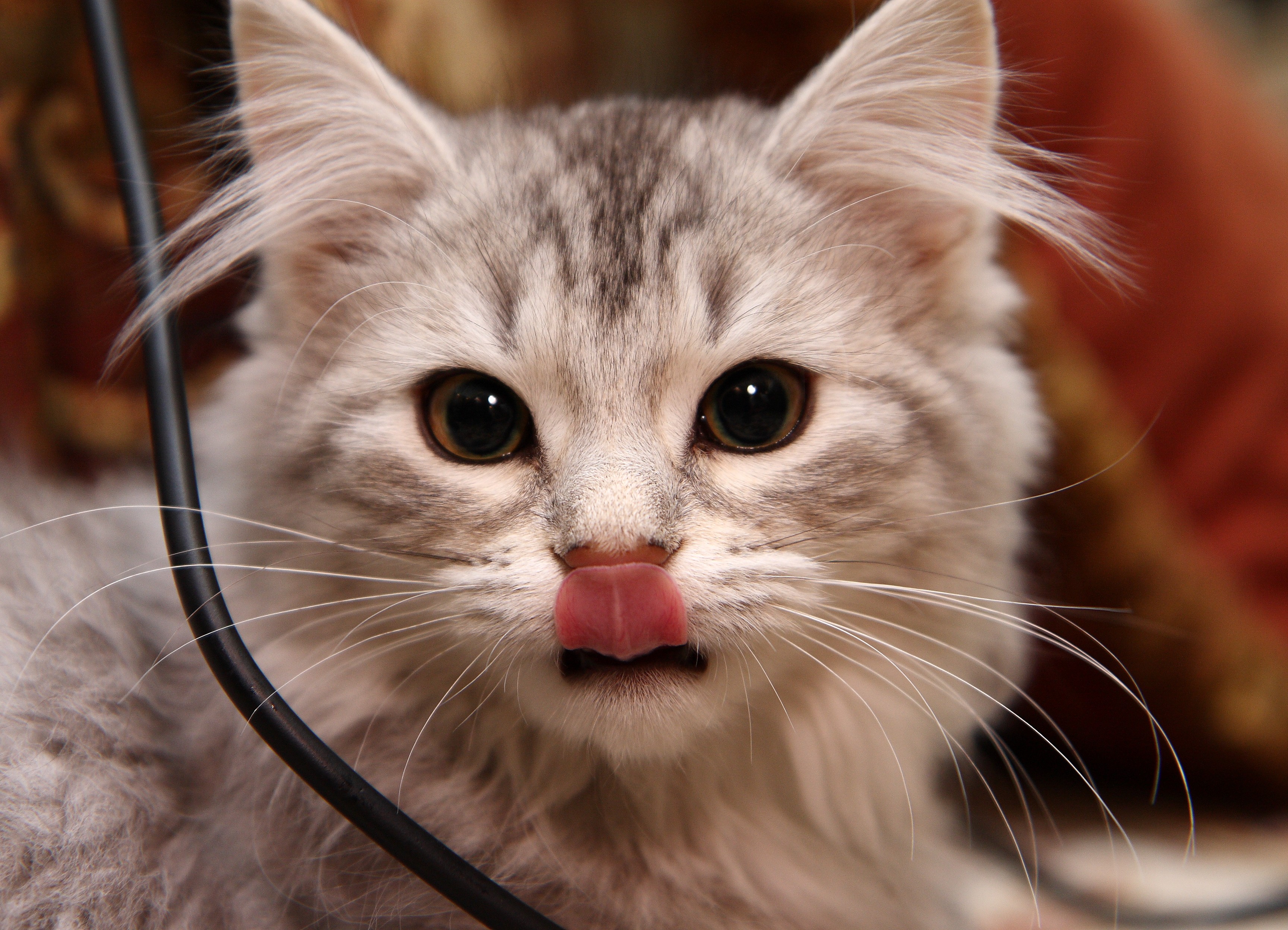 Покажи фотку. Котенок с языком. Кот с высунутым языком. Кошка с вытянутым языком. Котенок с язычком.