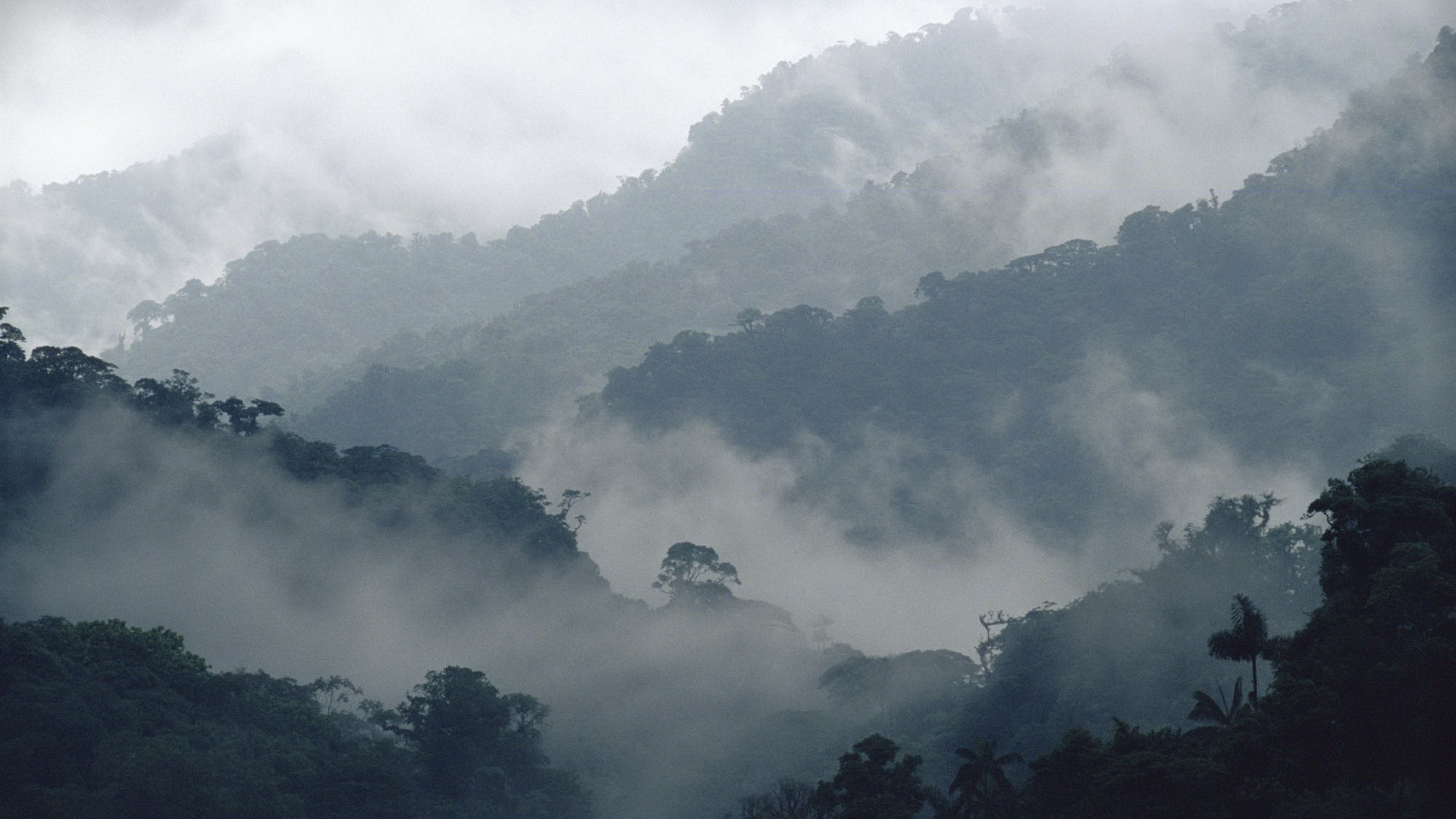 Лес горы туман