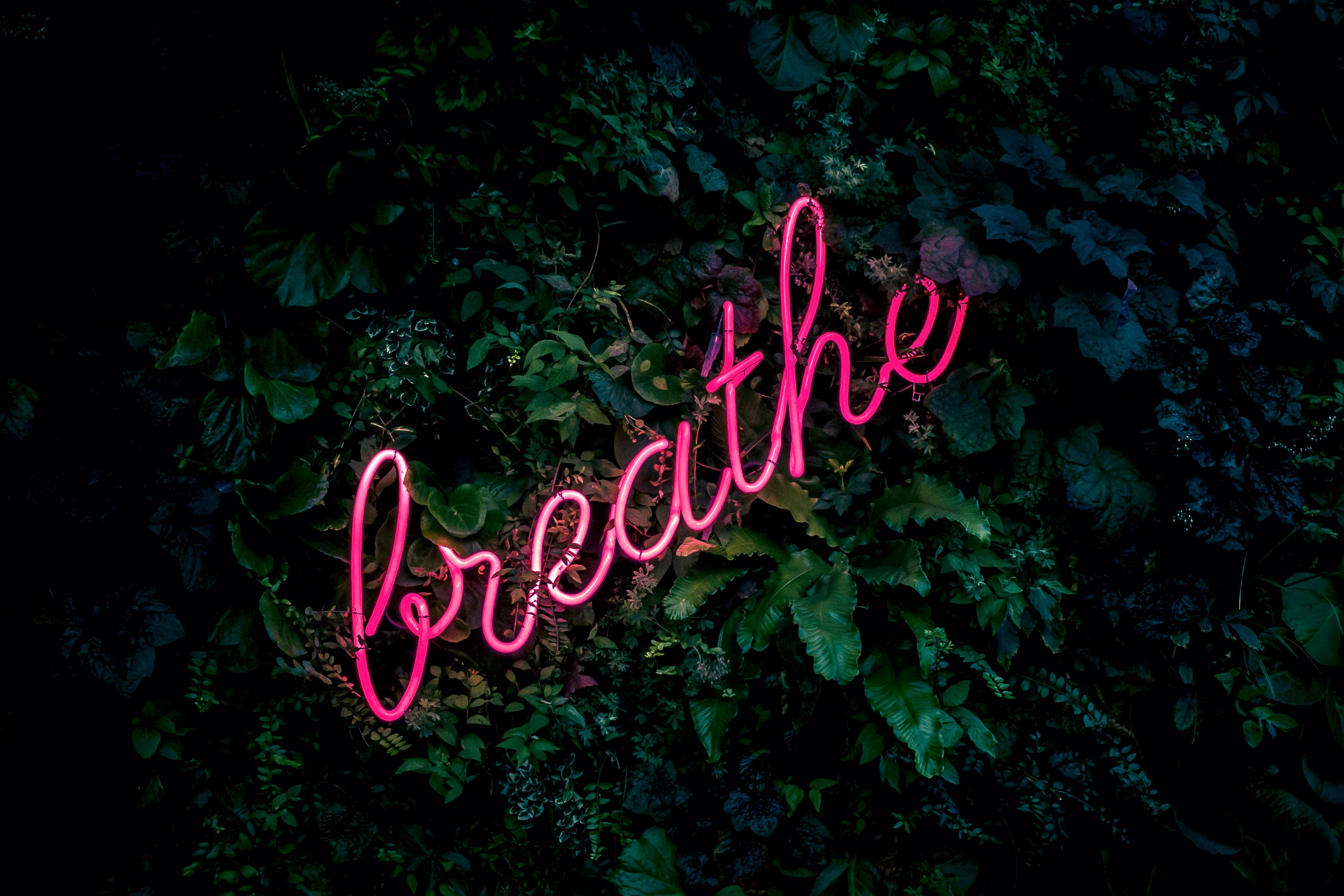 neon, words, inscription, foliage, breath