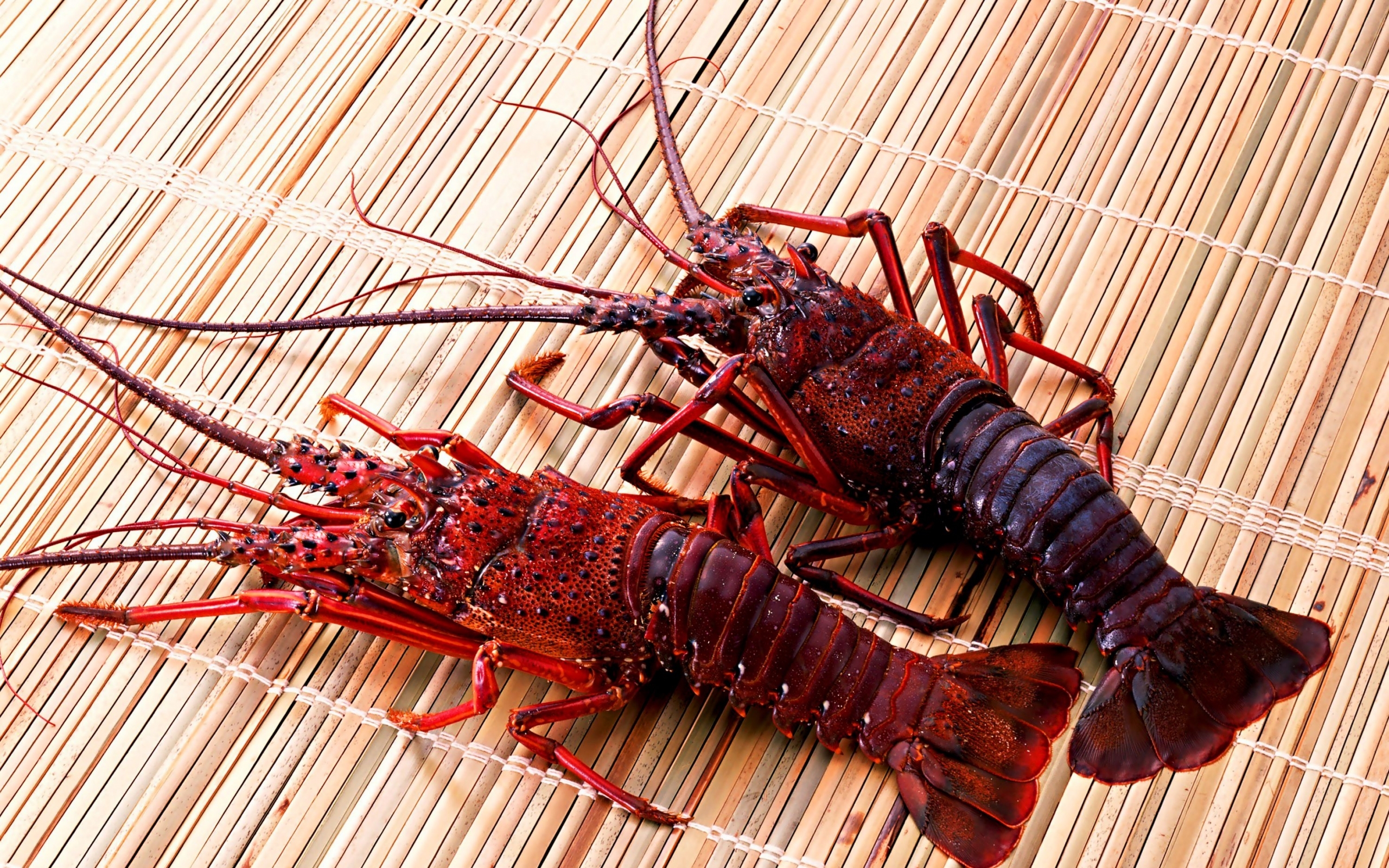 Download mobile wallpaper Crayfish, Animals for free.
