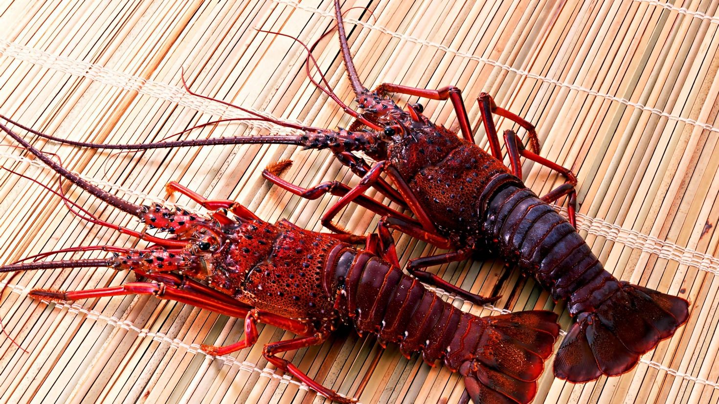 Crayfish furniture. Калифорнийский лангуст. Лангуст и Омар. Омар лангуст лангустин. Флоридский лангуст.