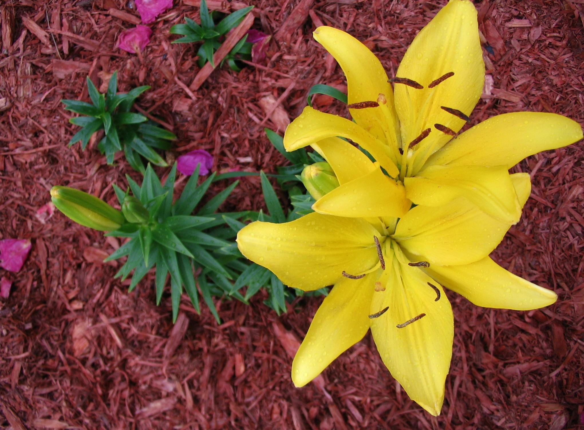 drops, flowers, lilies, yellow, flower bed, flowerbed, freshness, loose, dissolved, fertilizers Full HD