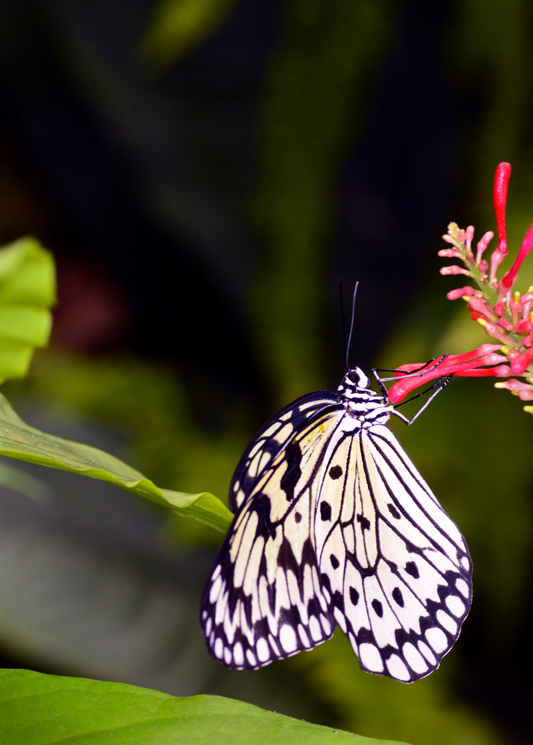 Laden Sie das Makro, Muster, Insekt, Flügel, Tiere, Schmetterling, Blume-Bild kostenlos auf Ihren PC-Desktop herunter