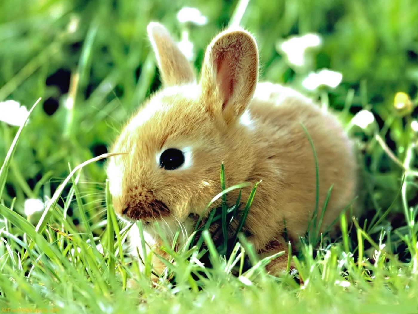 Descarga gratuita de fondo de pantalla para móvil de Conejos, Animales.