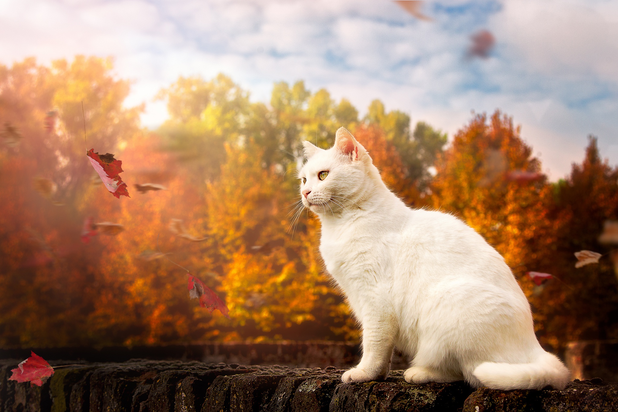 HD desktop wallpaper Cats Cat Leaf Fall Animal download free picture  401952